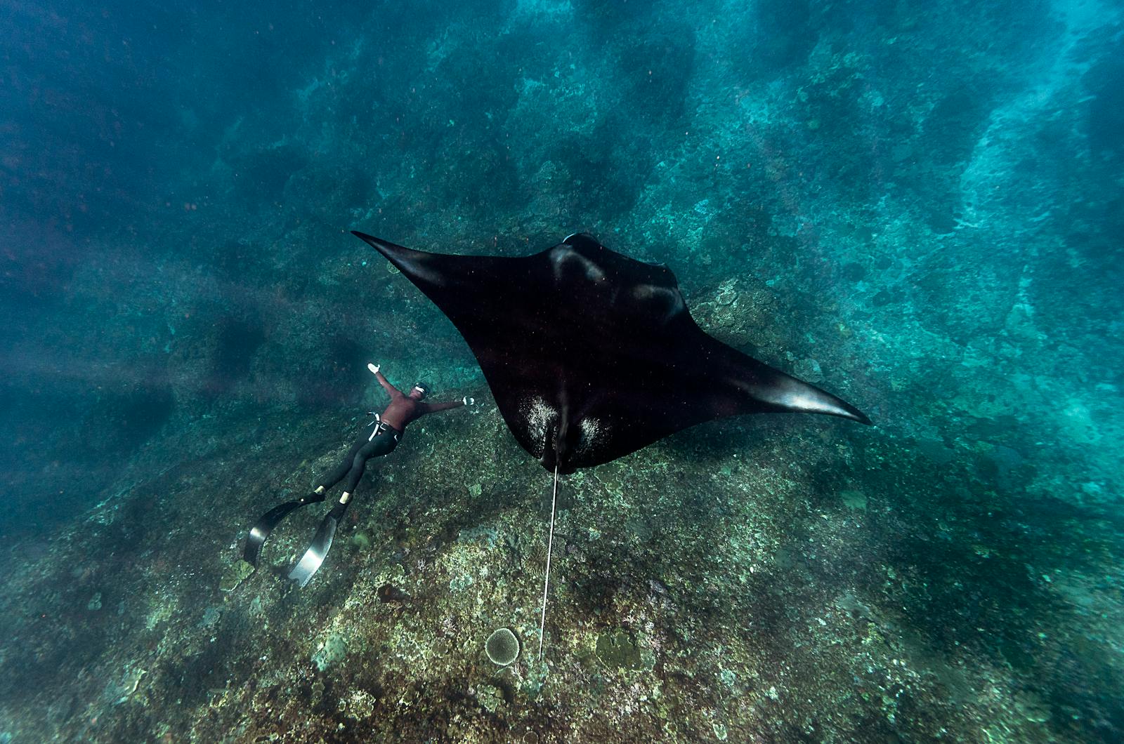 Manta Ray Diving at Nusa Penida, Bali