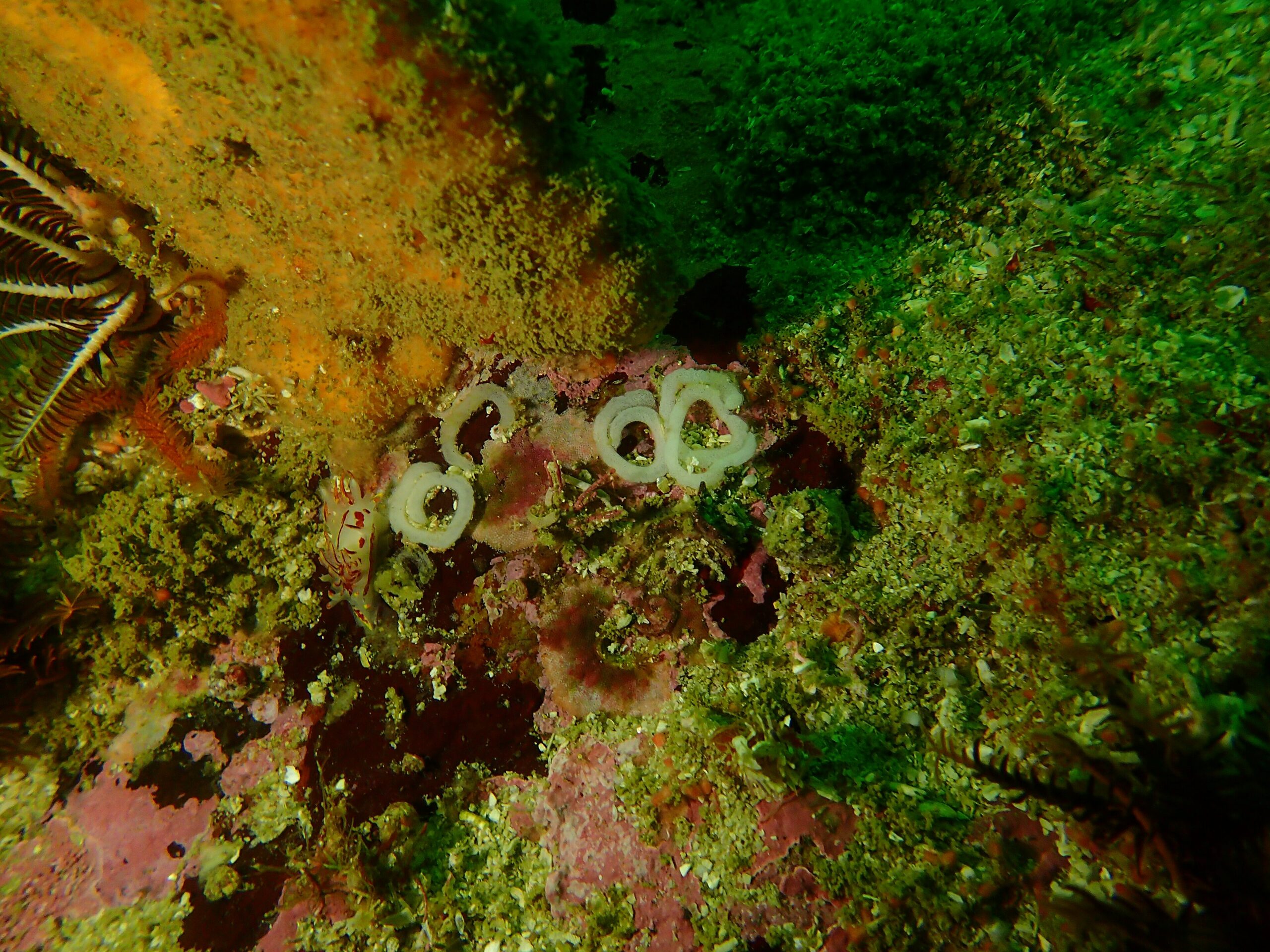 Nudibranch (Nudibranchia) on a coral reef
