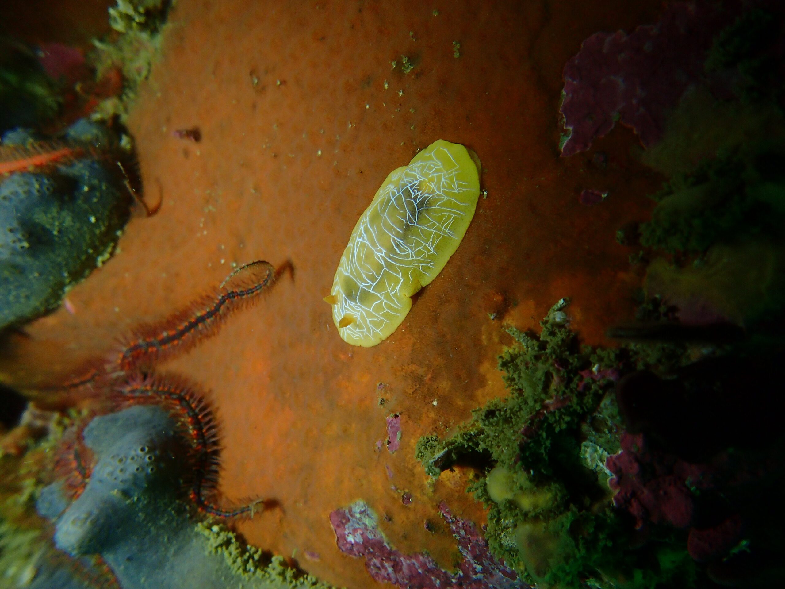 Nudibranch (Nudibranchia) on a coral reef