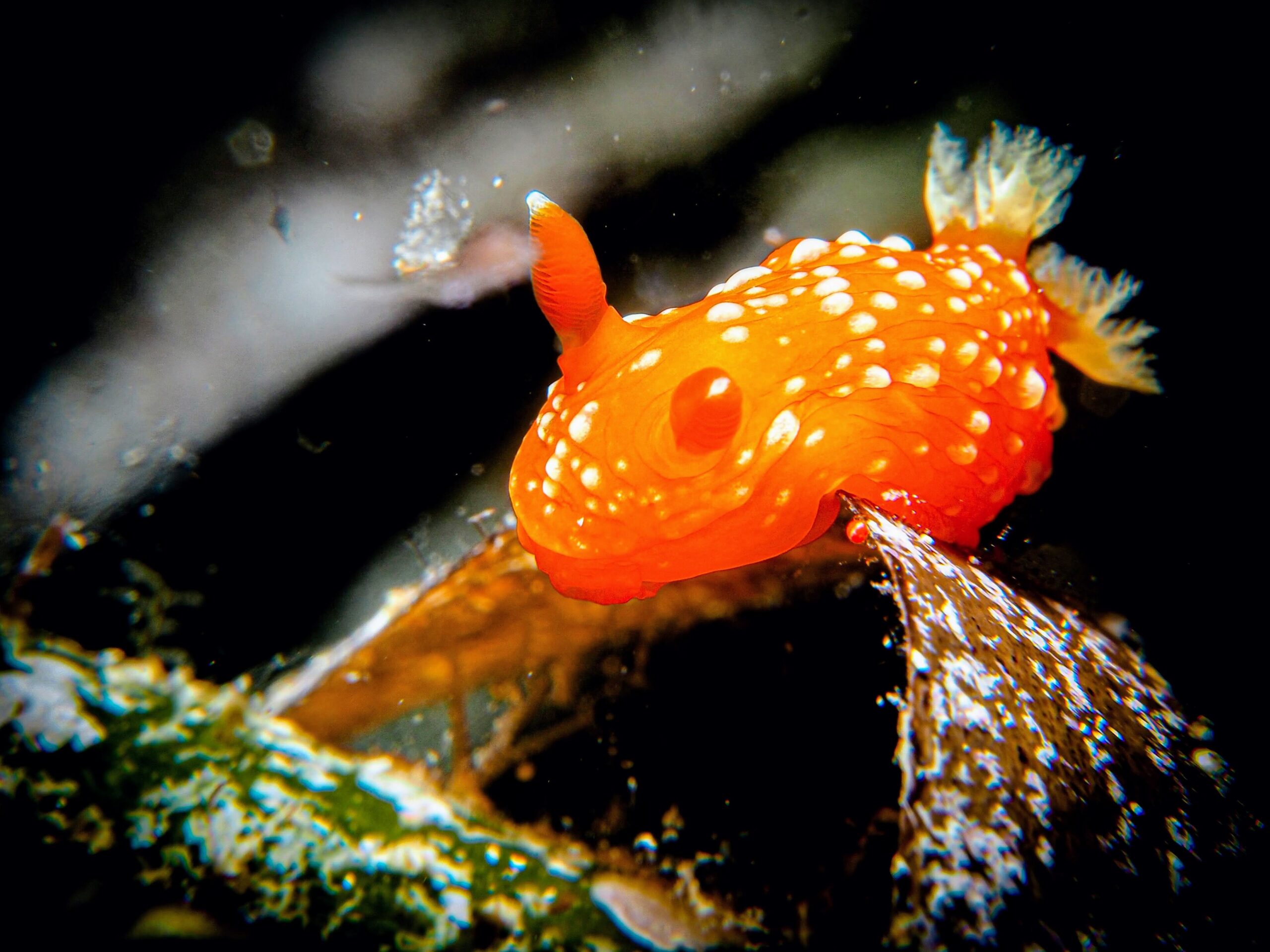 Nudibranch (Doris chrysoderma) on a coral reef