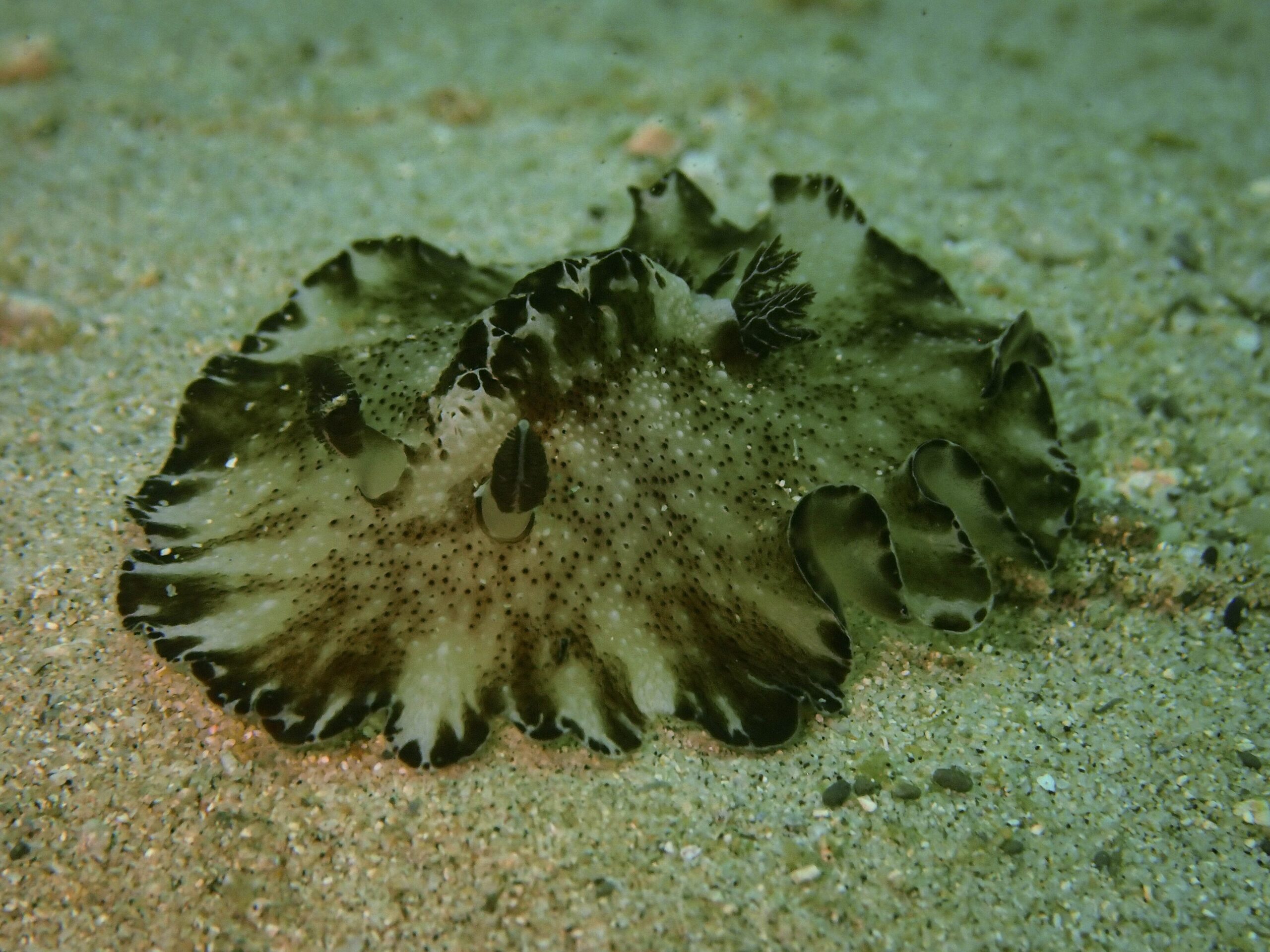 Nudibranch (Discodoris boholiensis) on a coral reef