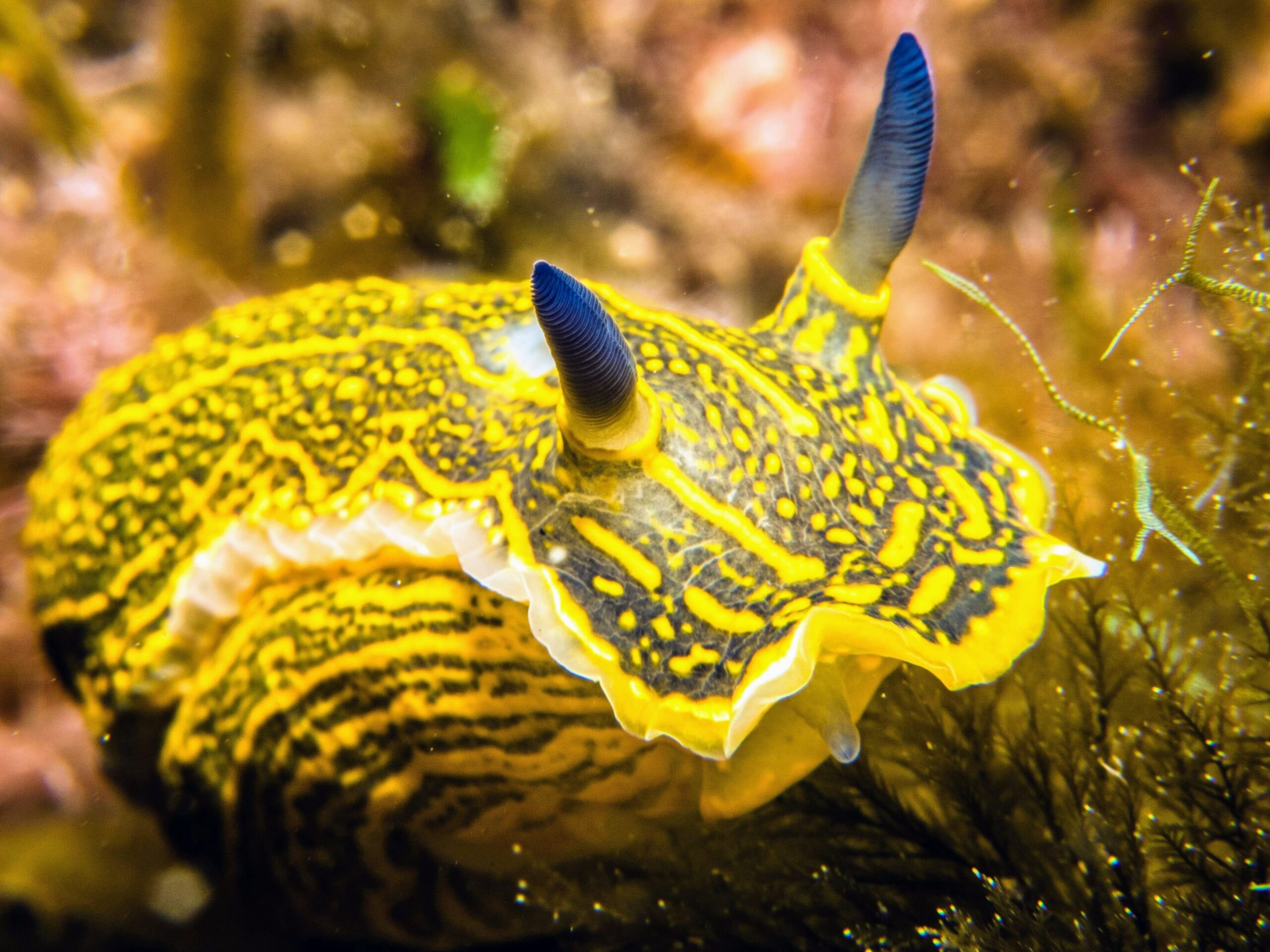 Nudibranch (Felimare picta) on a coral reef