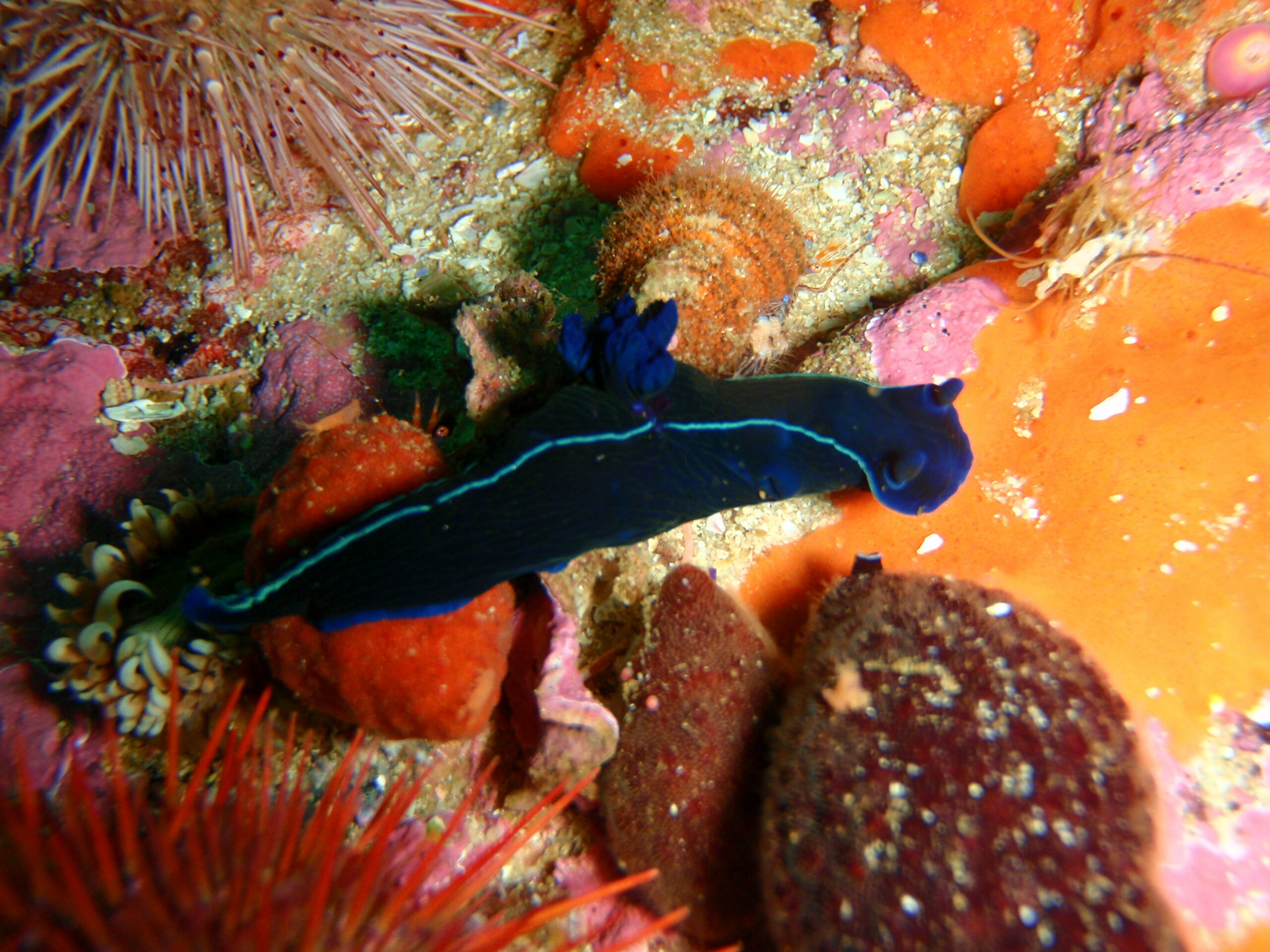 Nudibranch (Nudibranchia) on a coral reef