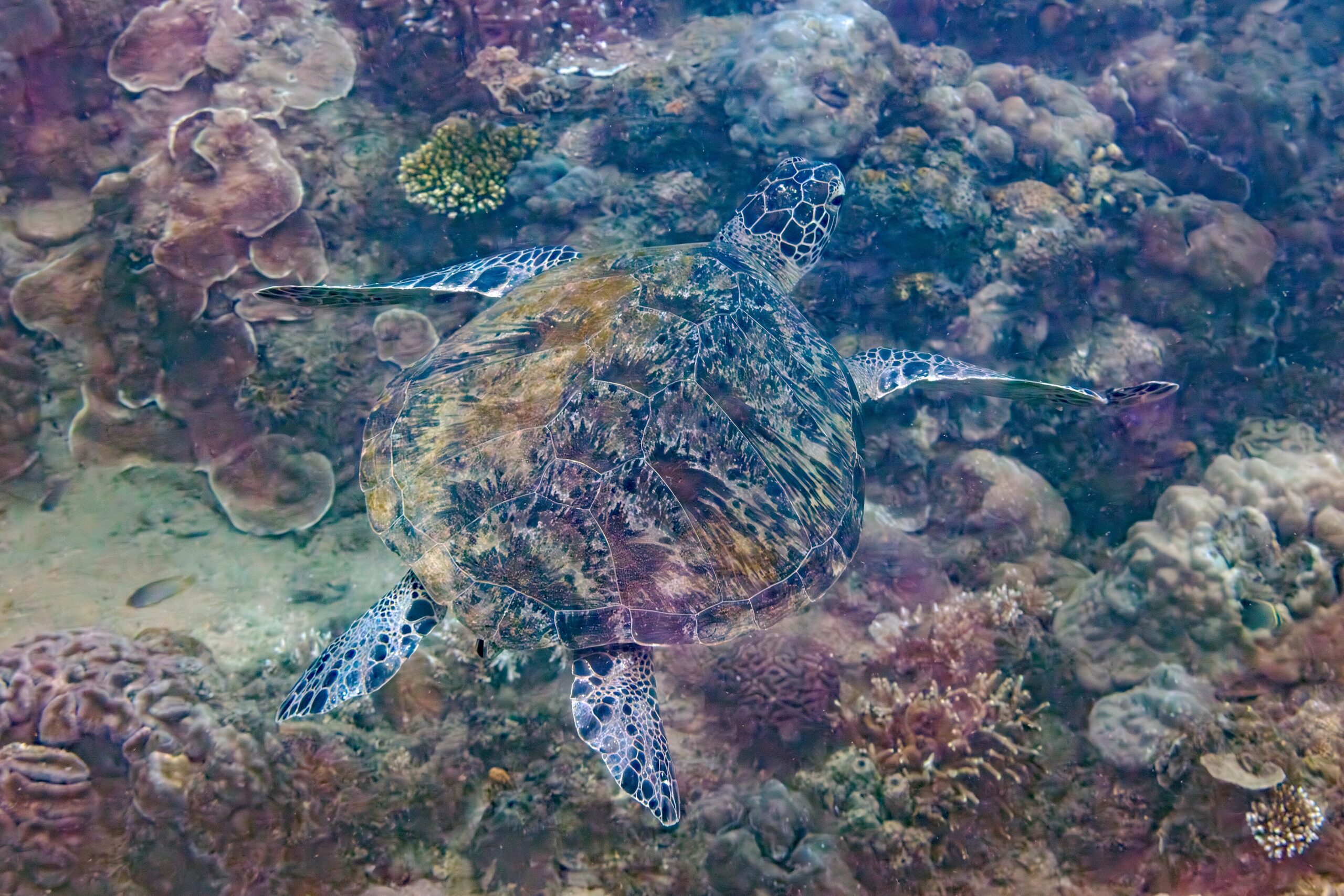 Green sea turtle (Chelonia mydas) swimming over a coral reef