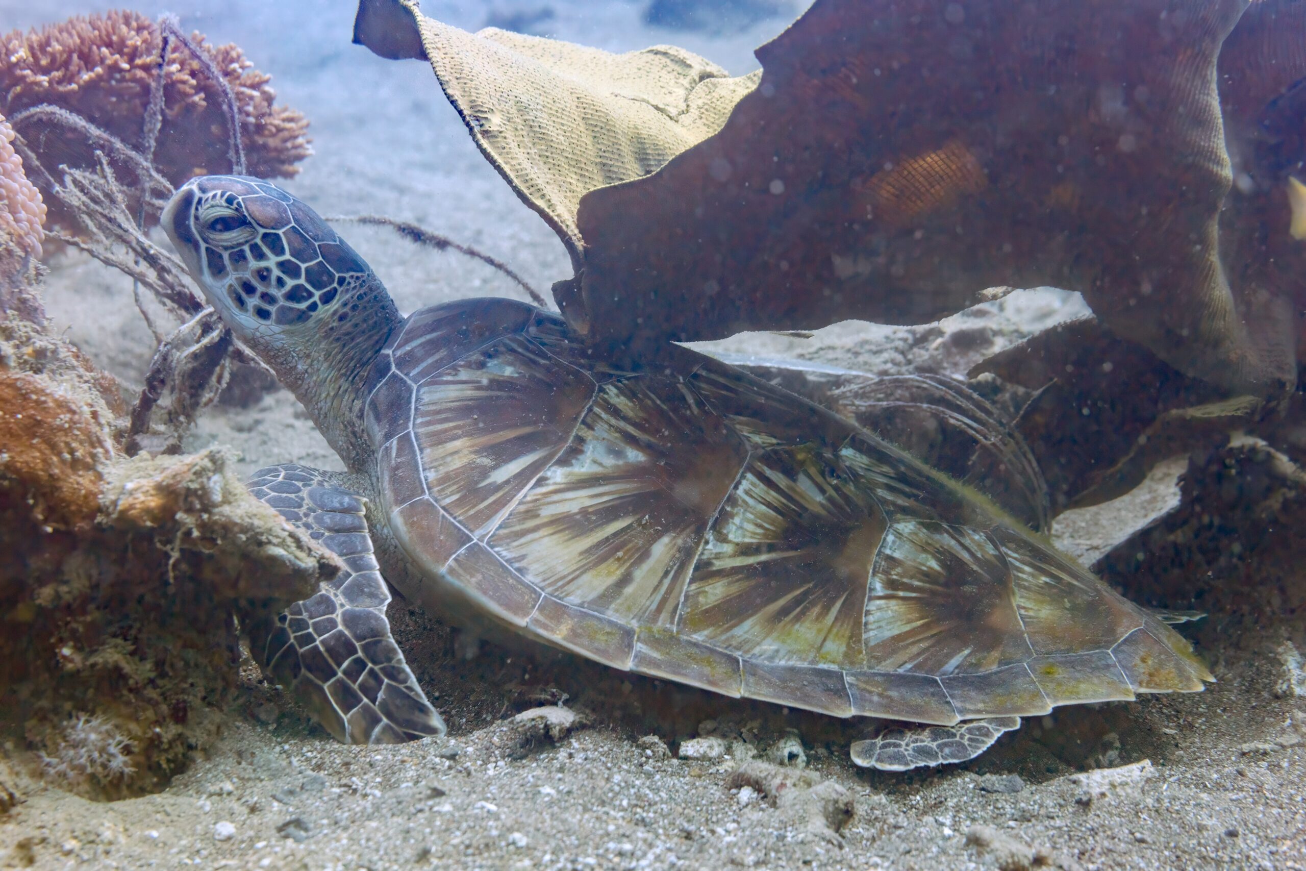 Green sea turtle (Chelonia mydas) swimming over a coral reef