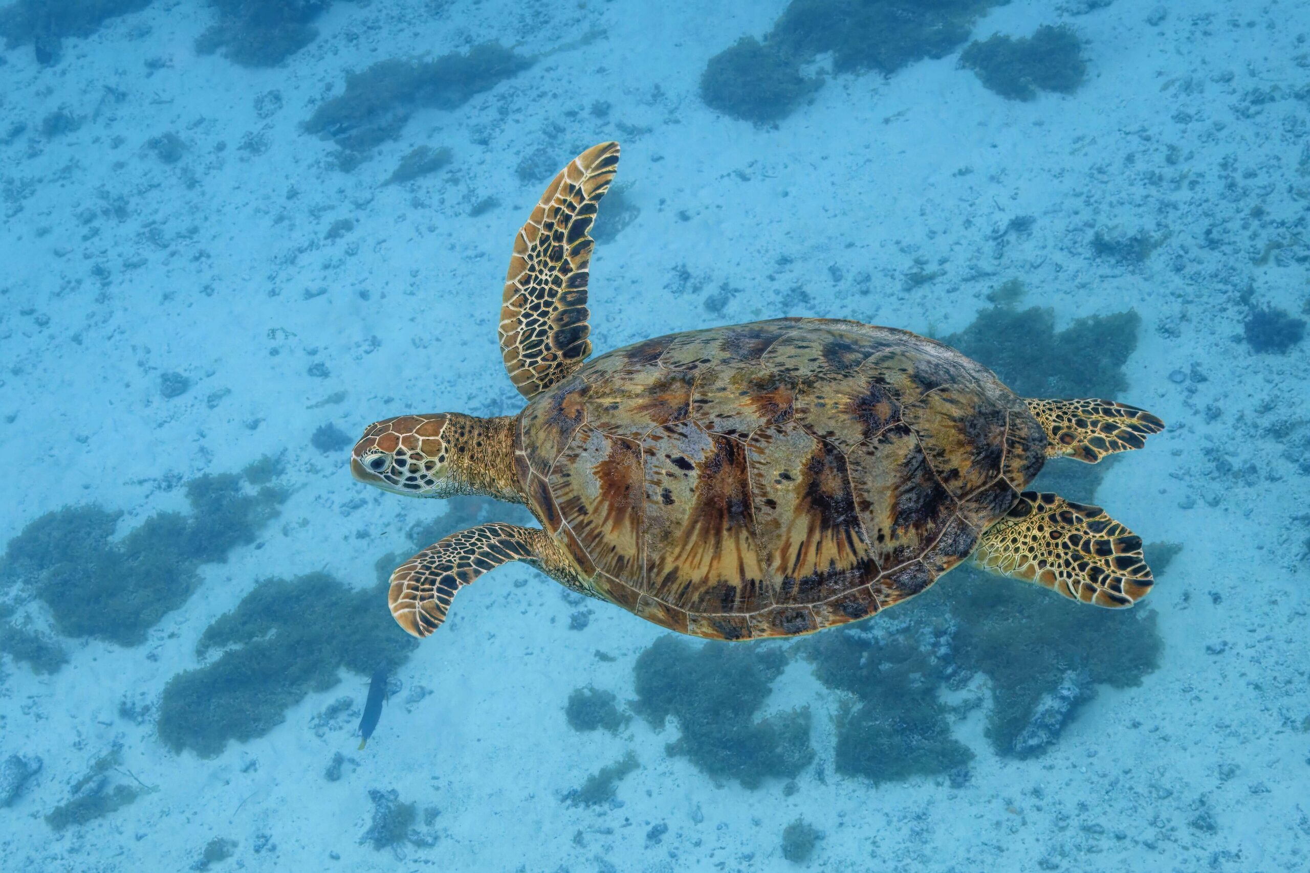 Green sea turtle (Chelonia mydas) swimming over a coral reef