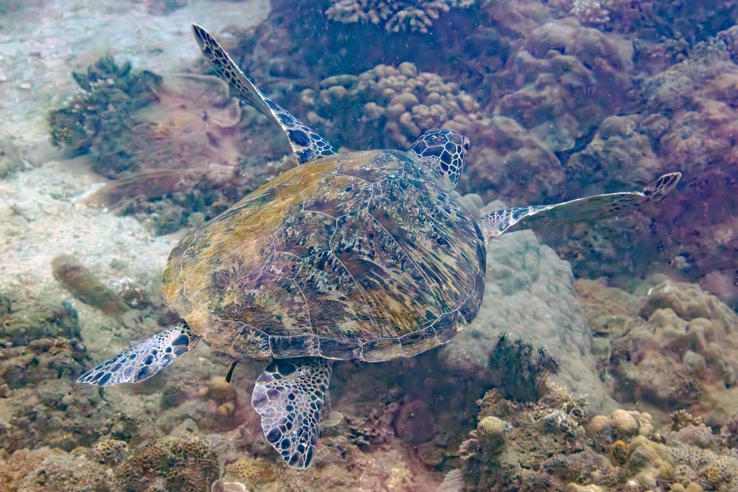 Green sea turtle (Chelonia mydas) swimming over a coral reef