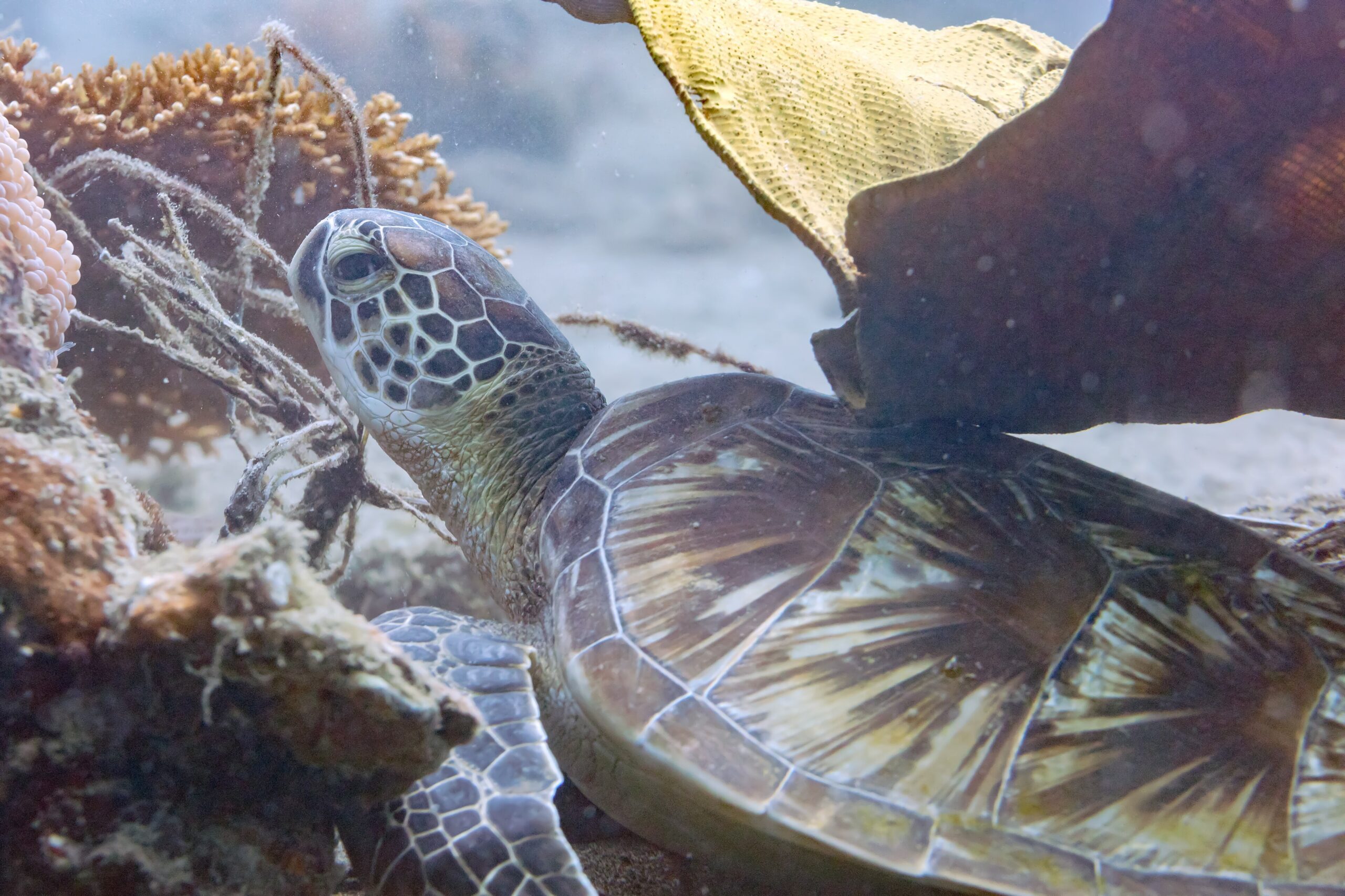 Green sea turtle (Chelonia mydas) swimming over a coral reef