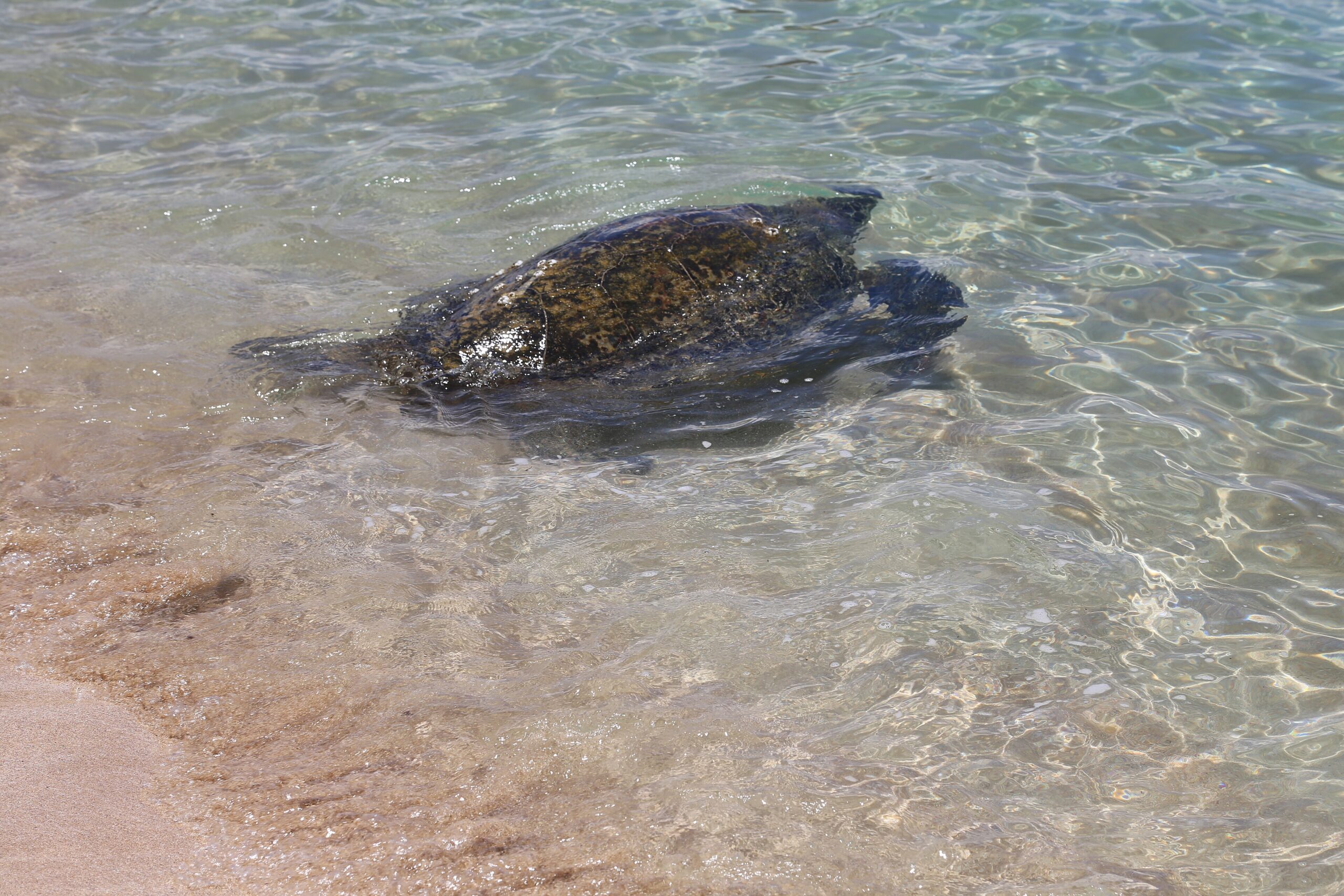 Green sea turtle (Chelonia mydas) swimming over a coral reef