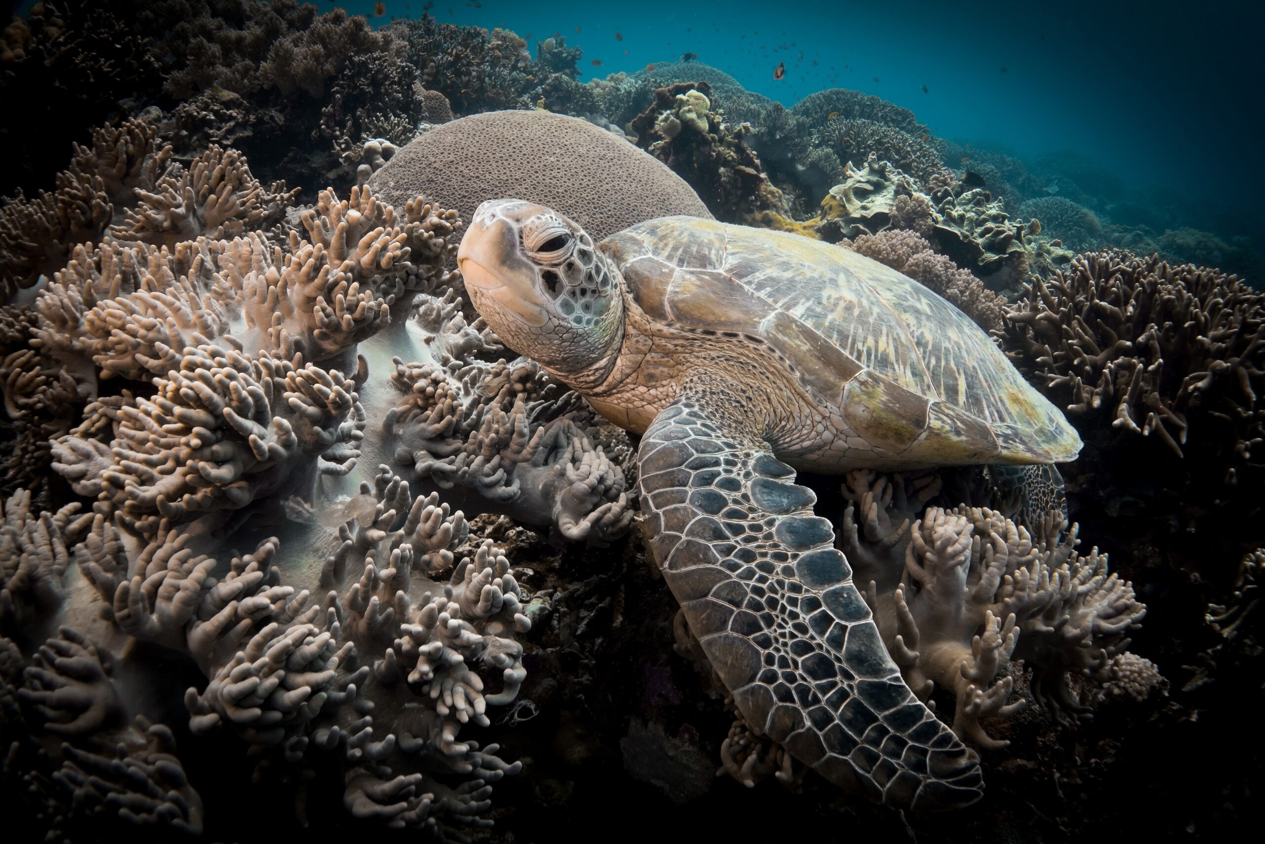 Green sea turtle (Chelonia mydas) swimming over a coral reef