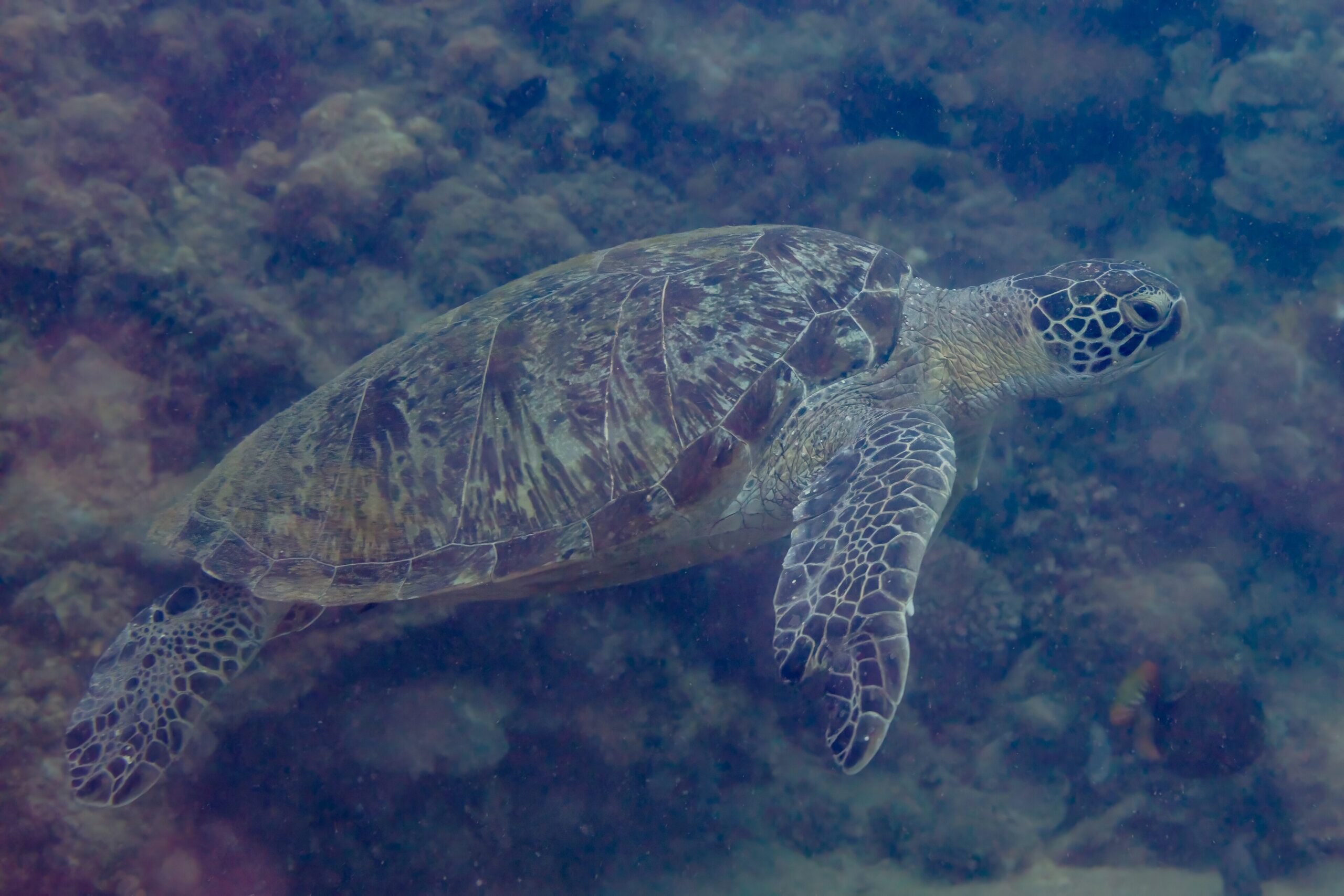 Green sea turtle (Chelonia mydas) swimming over a coral reef