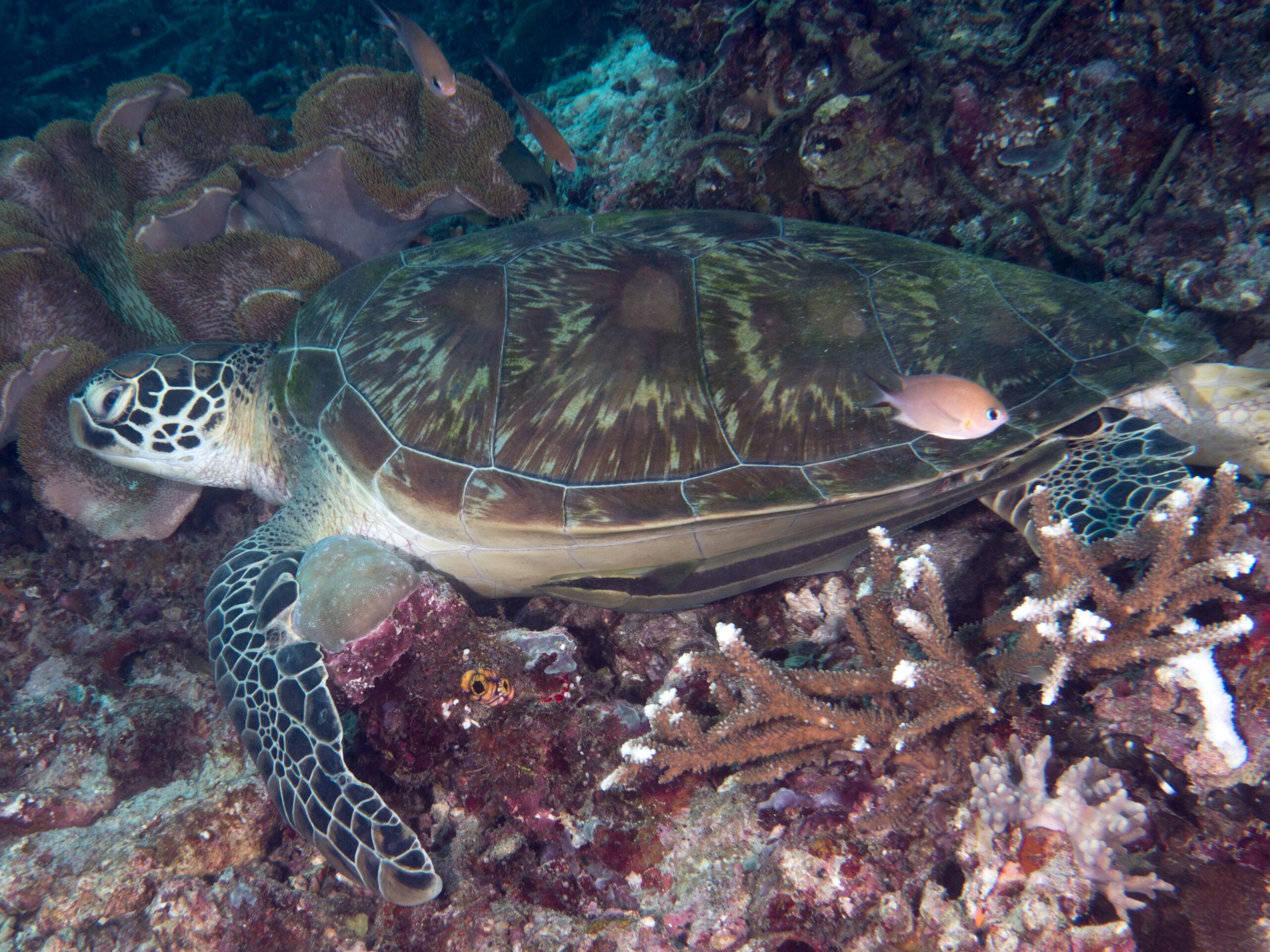 Green sea turtle (Chelonia mydas) swimming over a coral reef