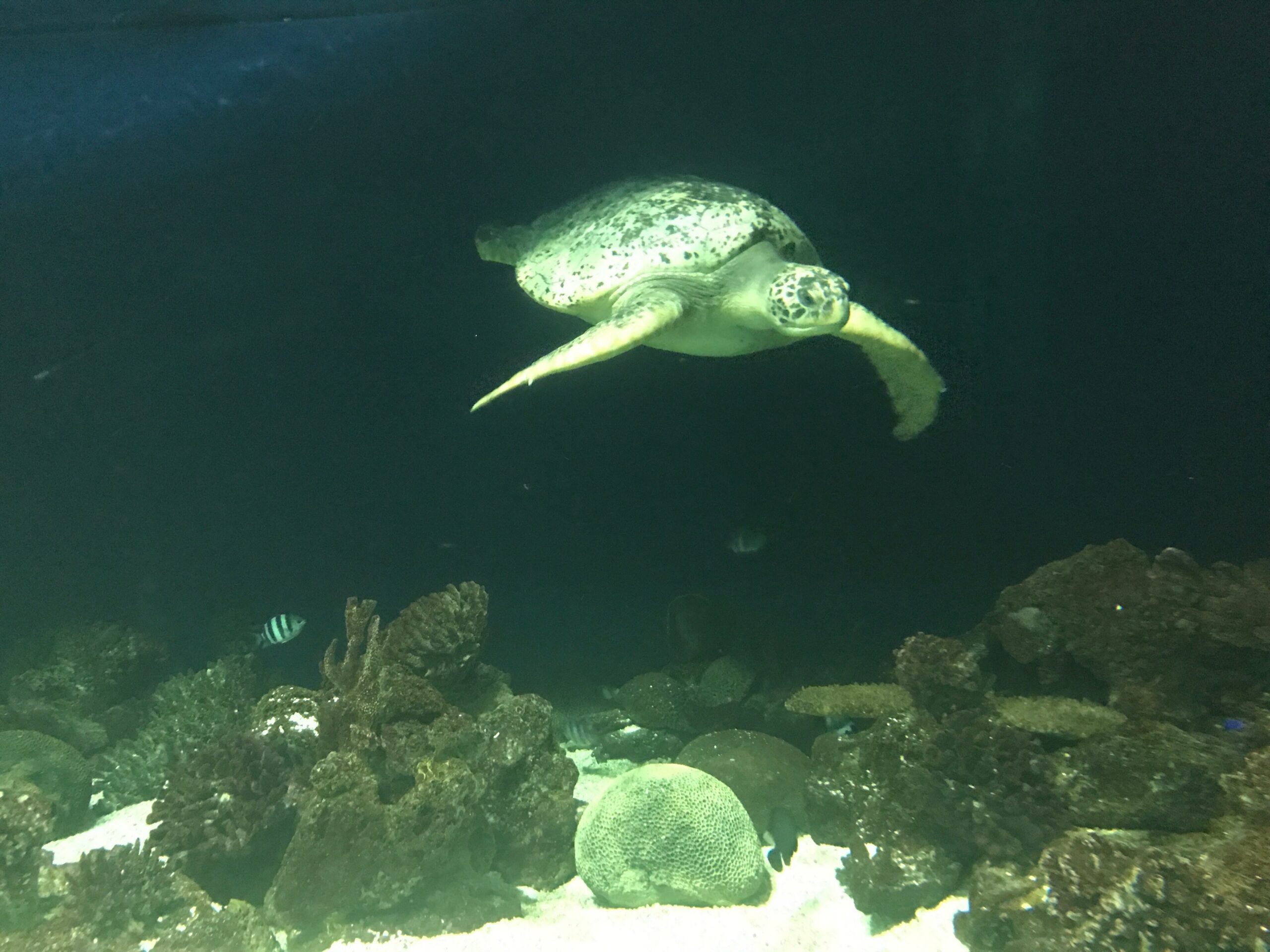 Green sea turtle (Chelonia mydas) swimming over a coral reef