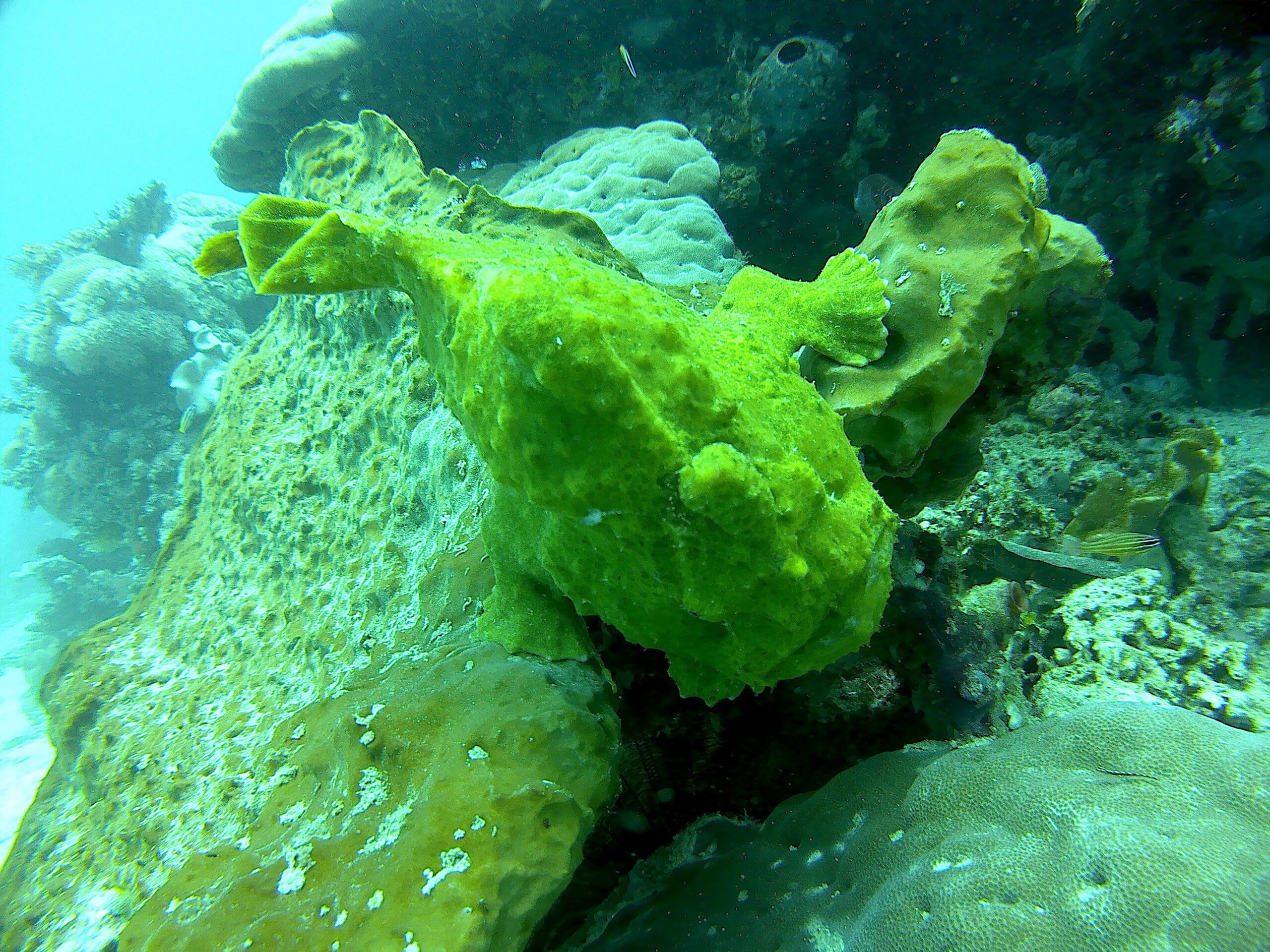 Frogfish (Antennariidae) camouflaged on a reef