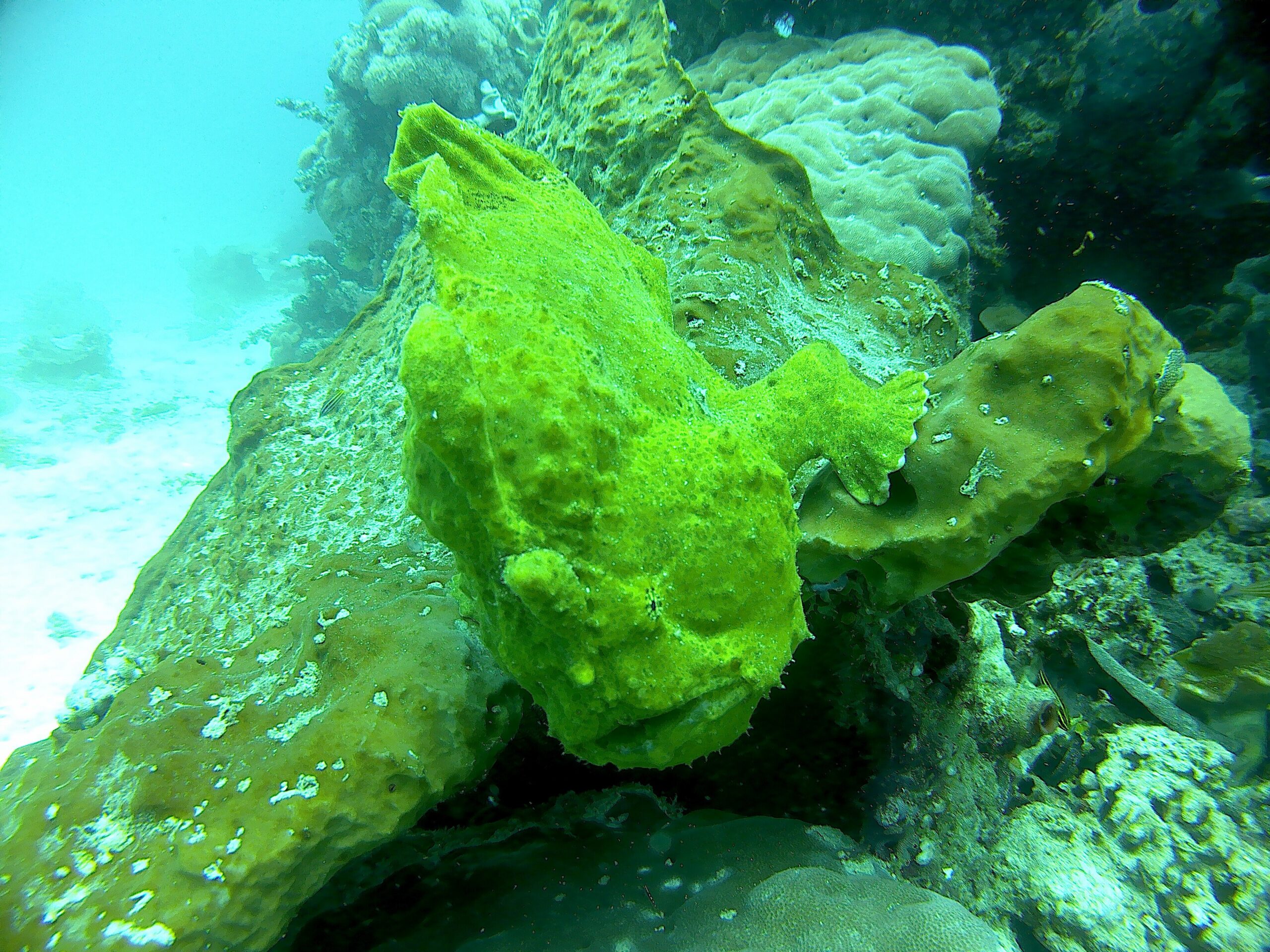 Frogfish (Antennariidae) camouflaged on a reef