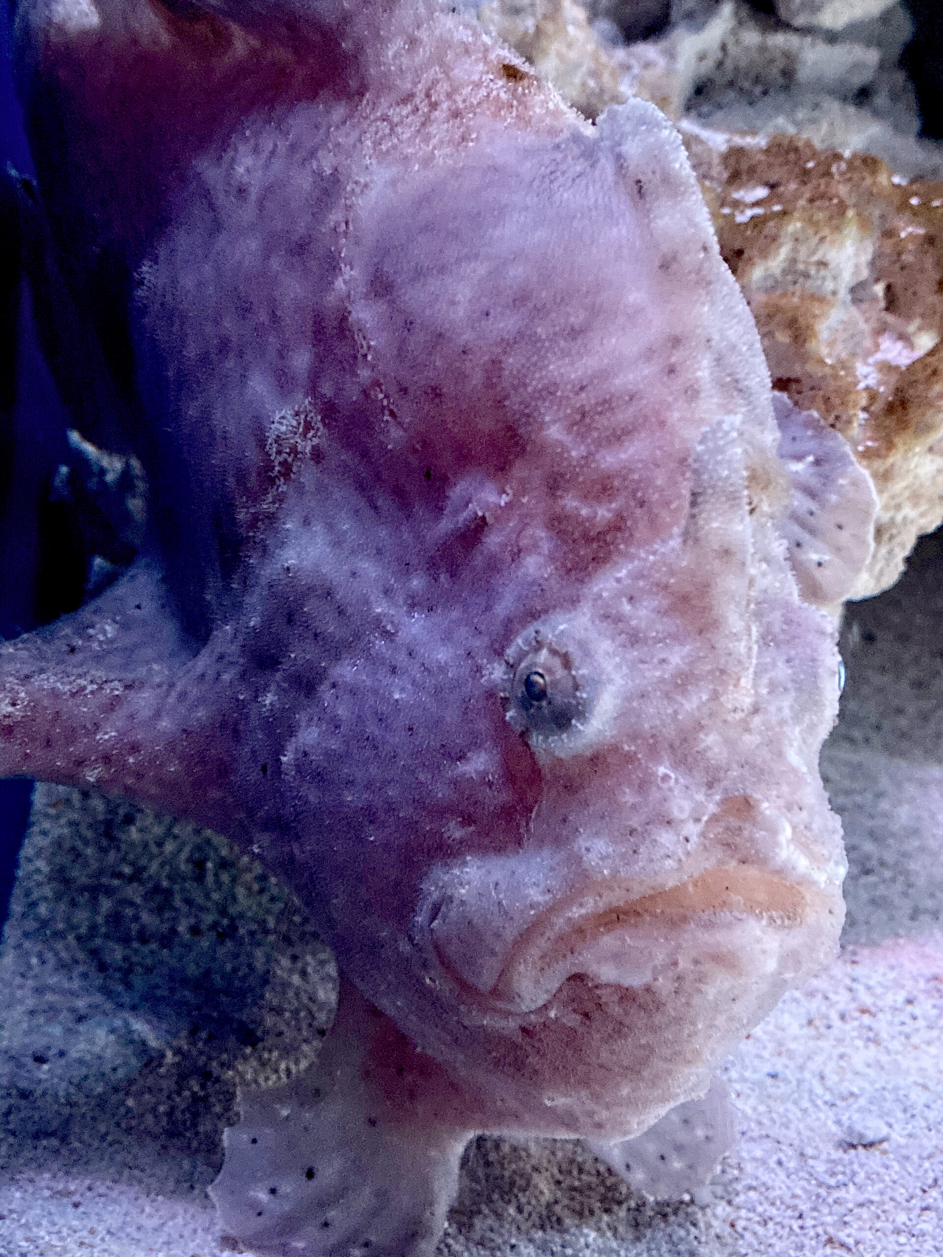 Frogfish (Antennariidae) camouflaged on a reef