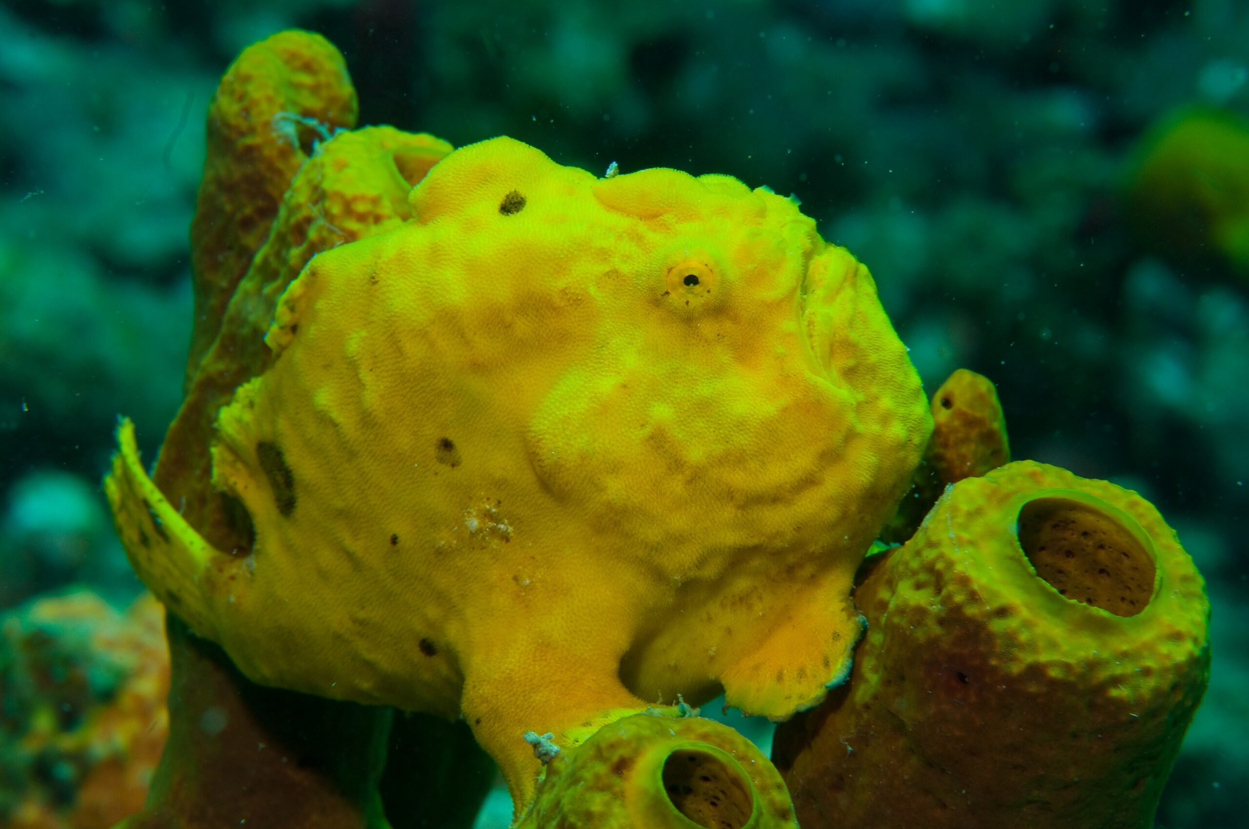 Frogfish (Antennariidae) camouflaged on a reef
