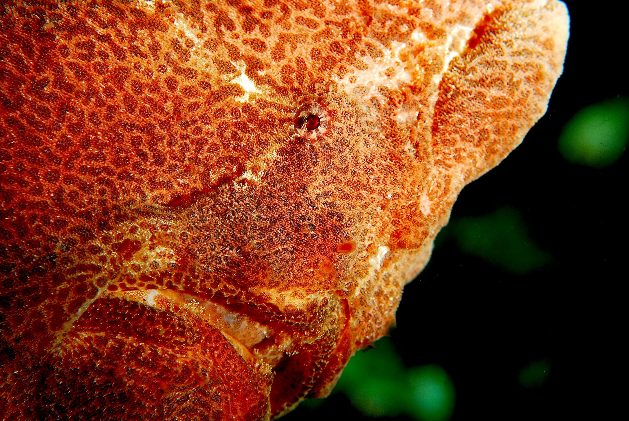 Frogfish (Antennariidae) camouflaged on a reef