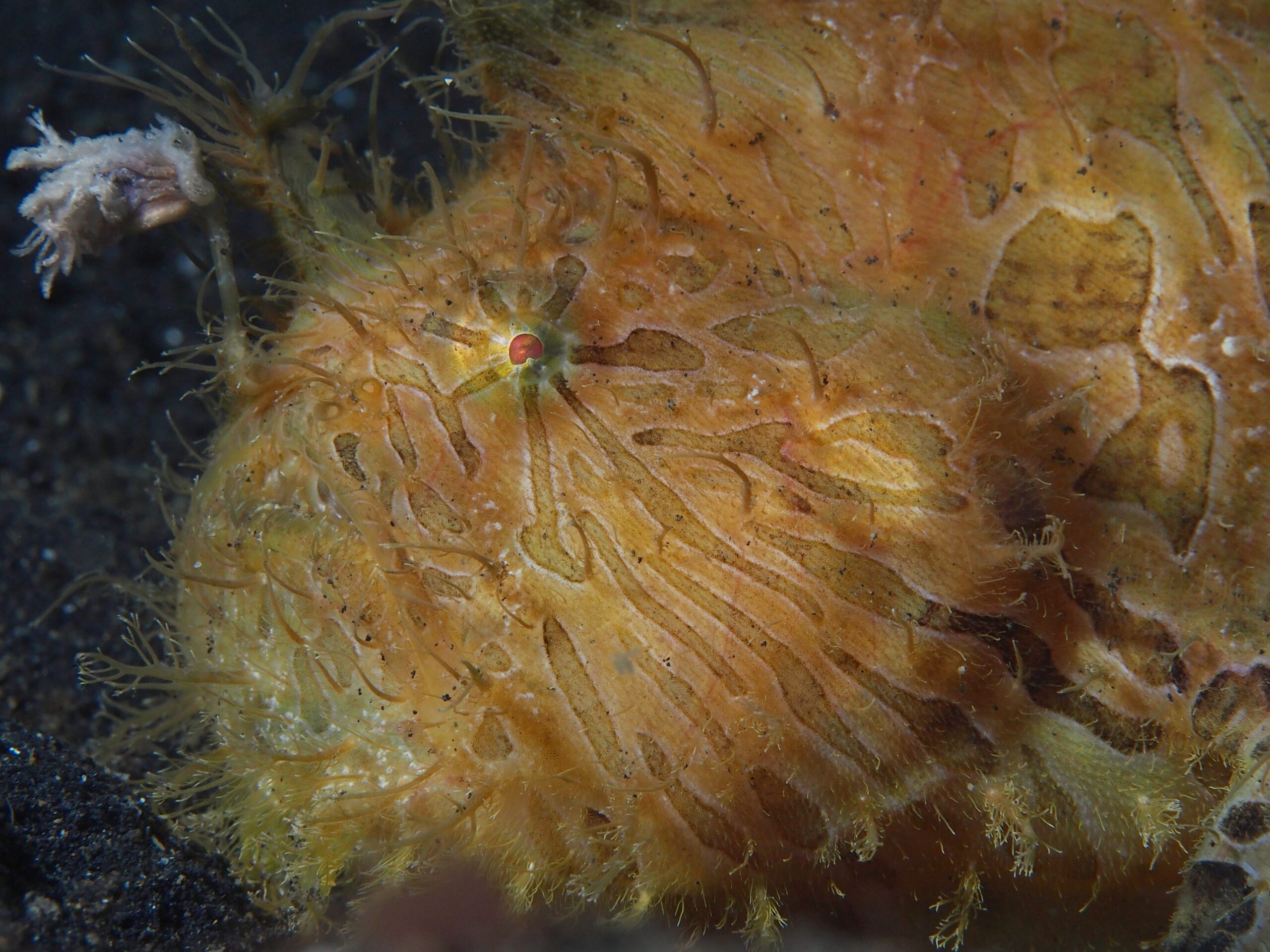Frogfish (Antennarius striatus) camouflaged on a reef
