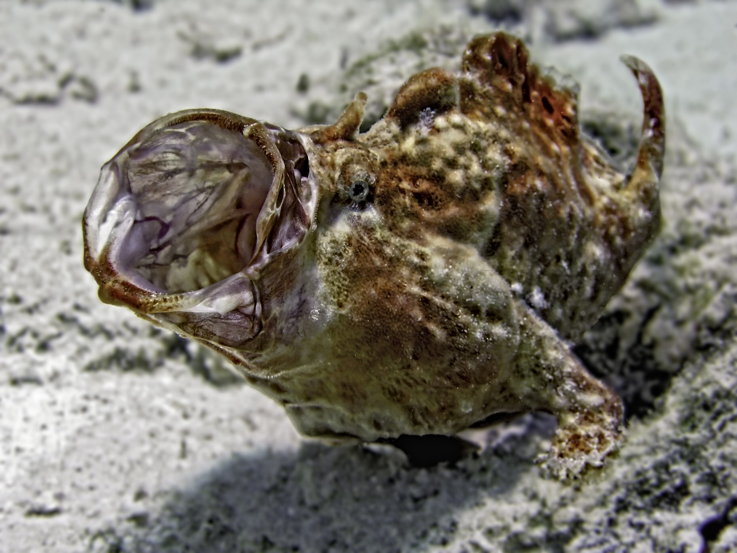 Frogfish (Antennariidae) camouflaged on a reef