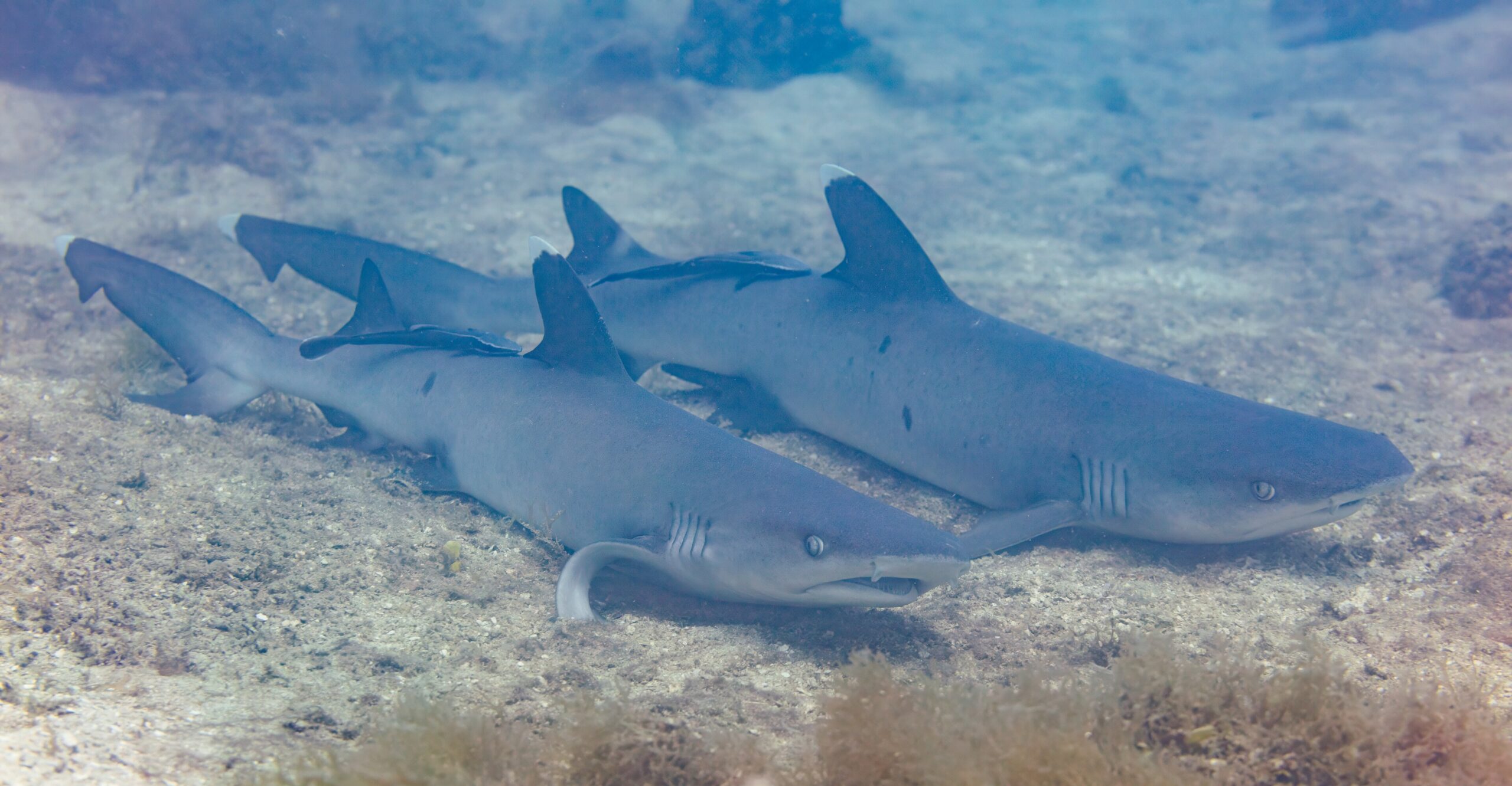 Whitetip reef shark (Triaenodon obesus) resting on a coral reef