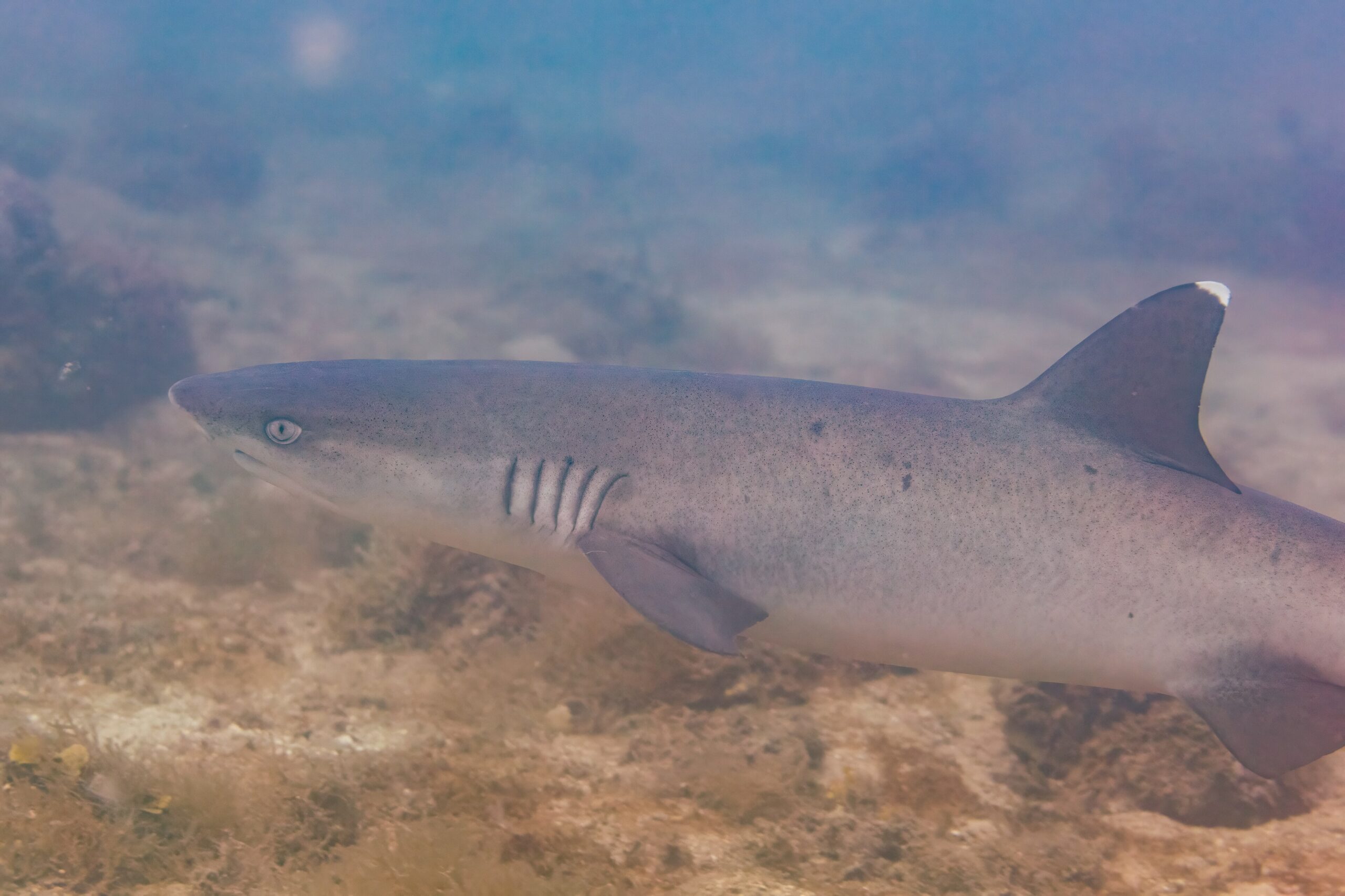 Whitetip reef shark (Triaenodon obesus) resting on a coral reef