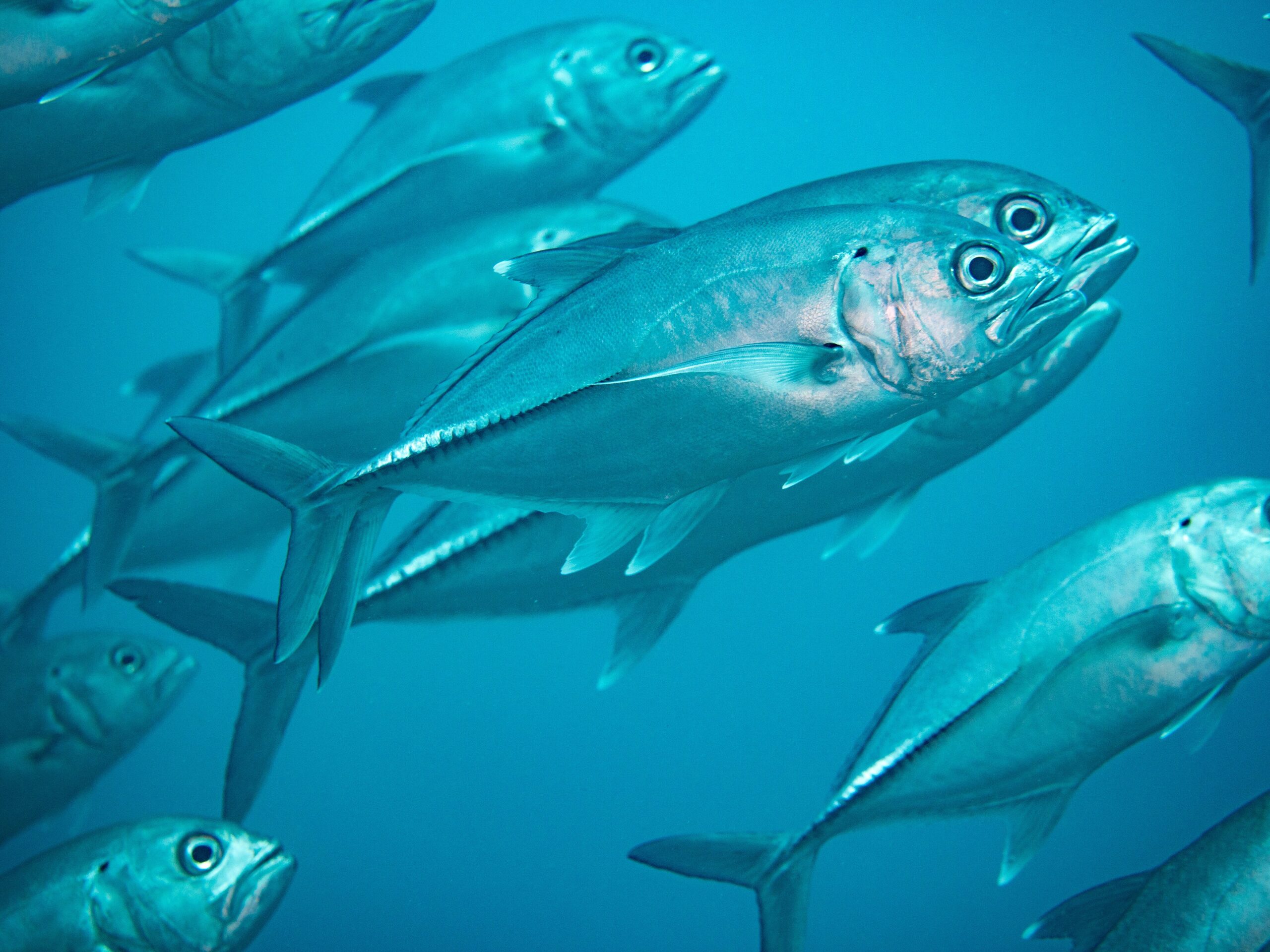 Bigeye trevally (Caranx sexfasciatus) schooling in open water