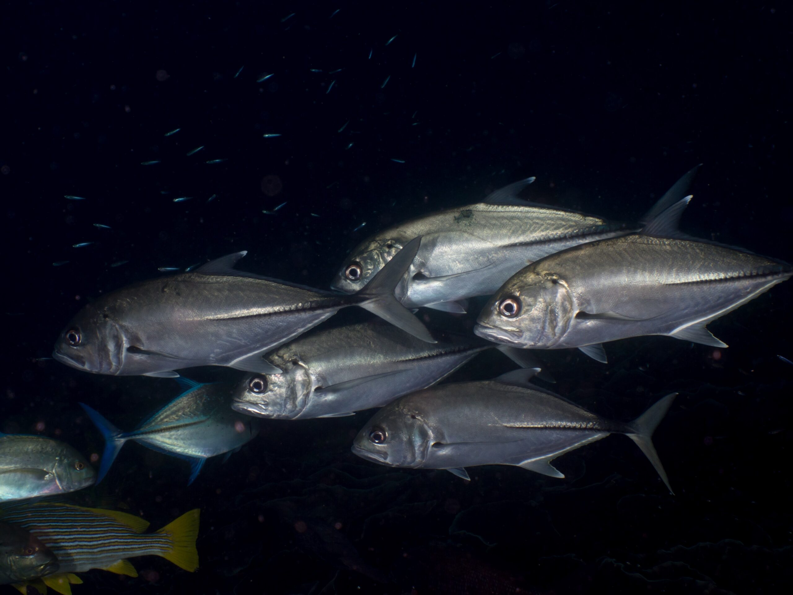 Bigeye trevally (Caranx sexfasciatus) schooling in open water
