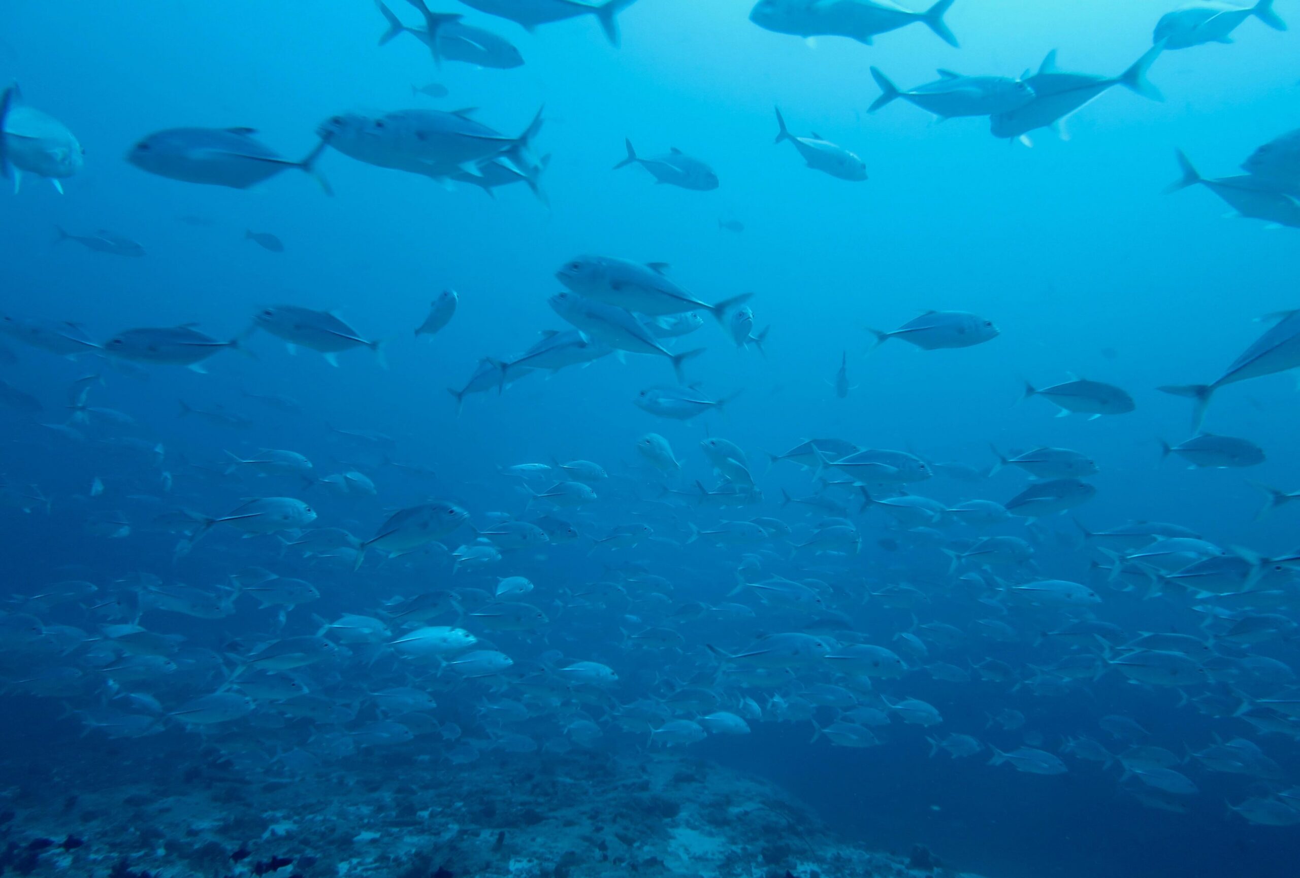 Bigeye trevally (Caranx sexfasciatus) schooling in open water