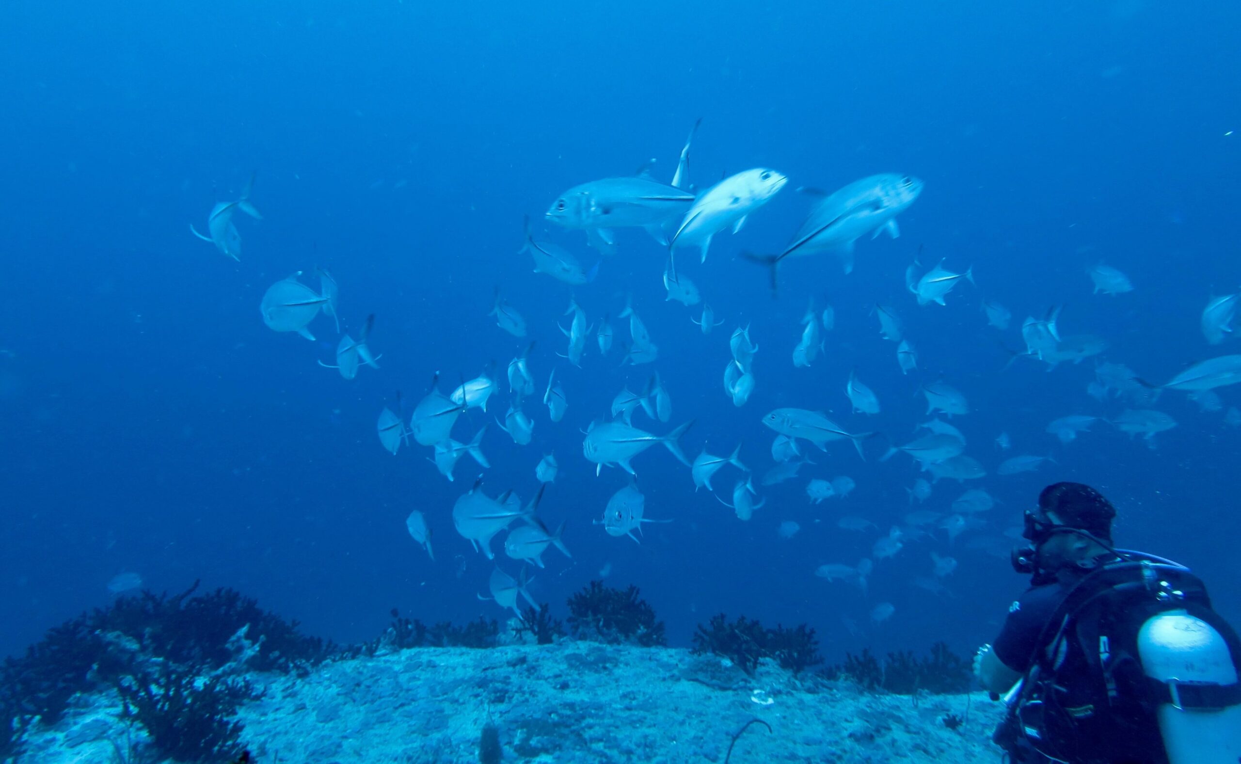Bigeye trevally (Caranx sexfasciatus) schooling in open water