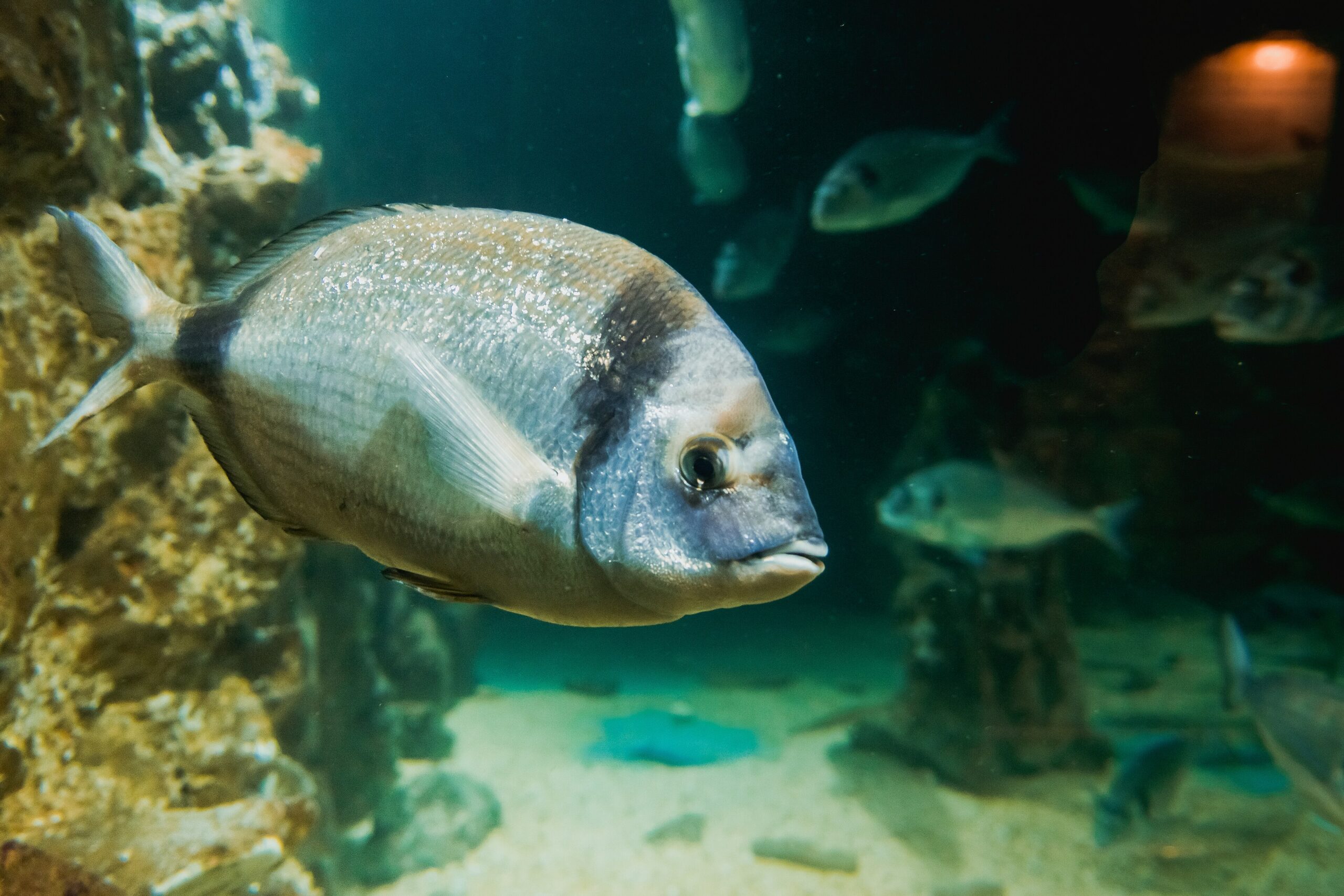 Reef fish on a coral reef