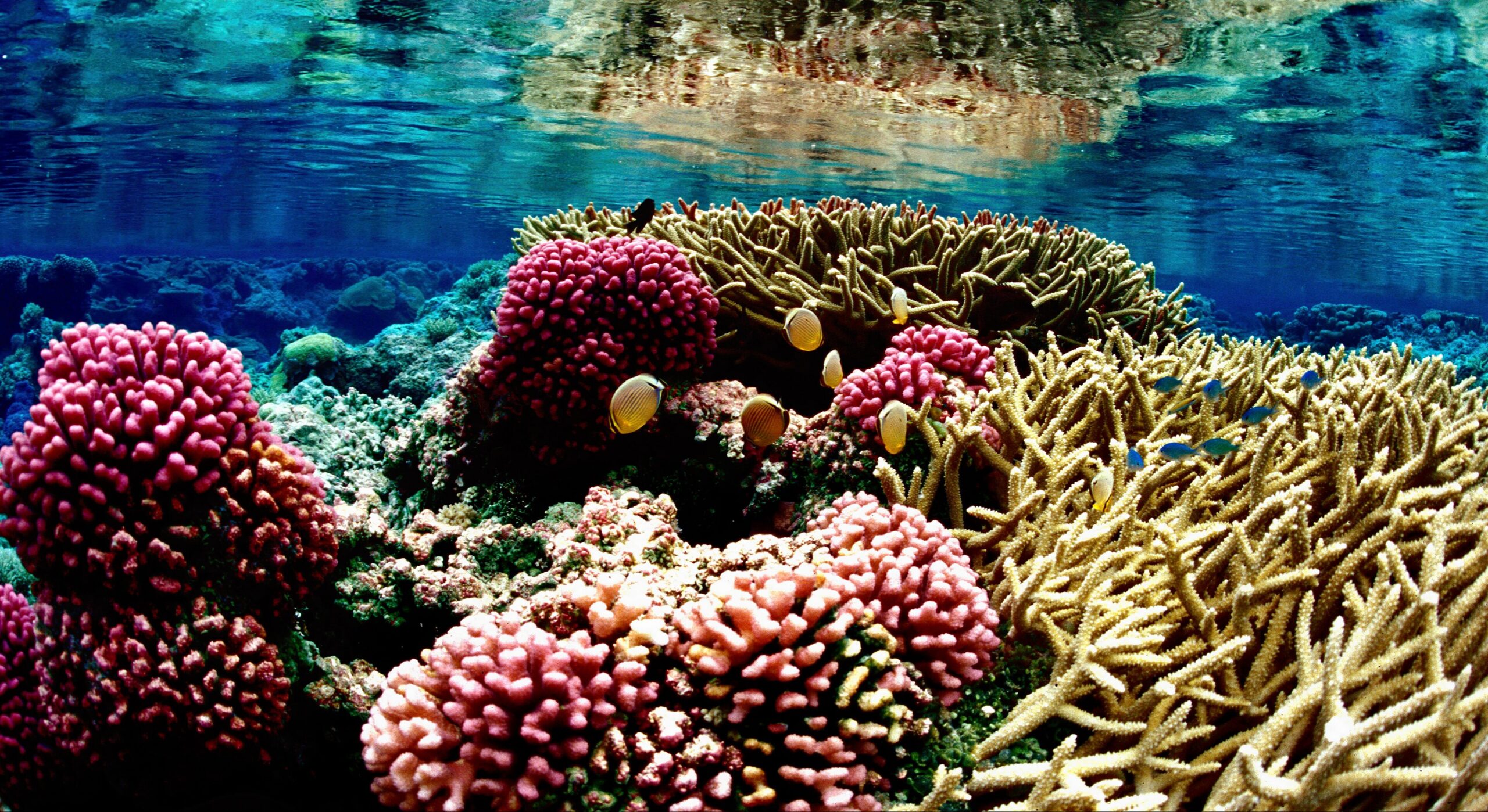 Reef fish on a coral reef