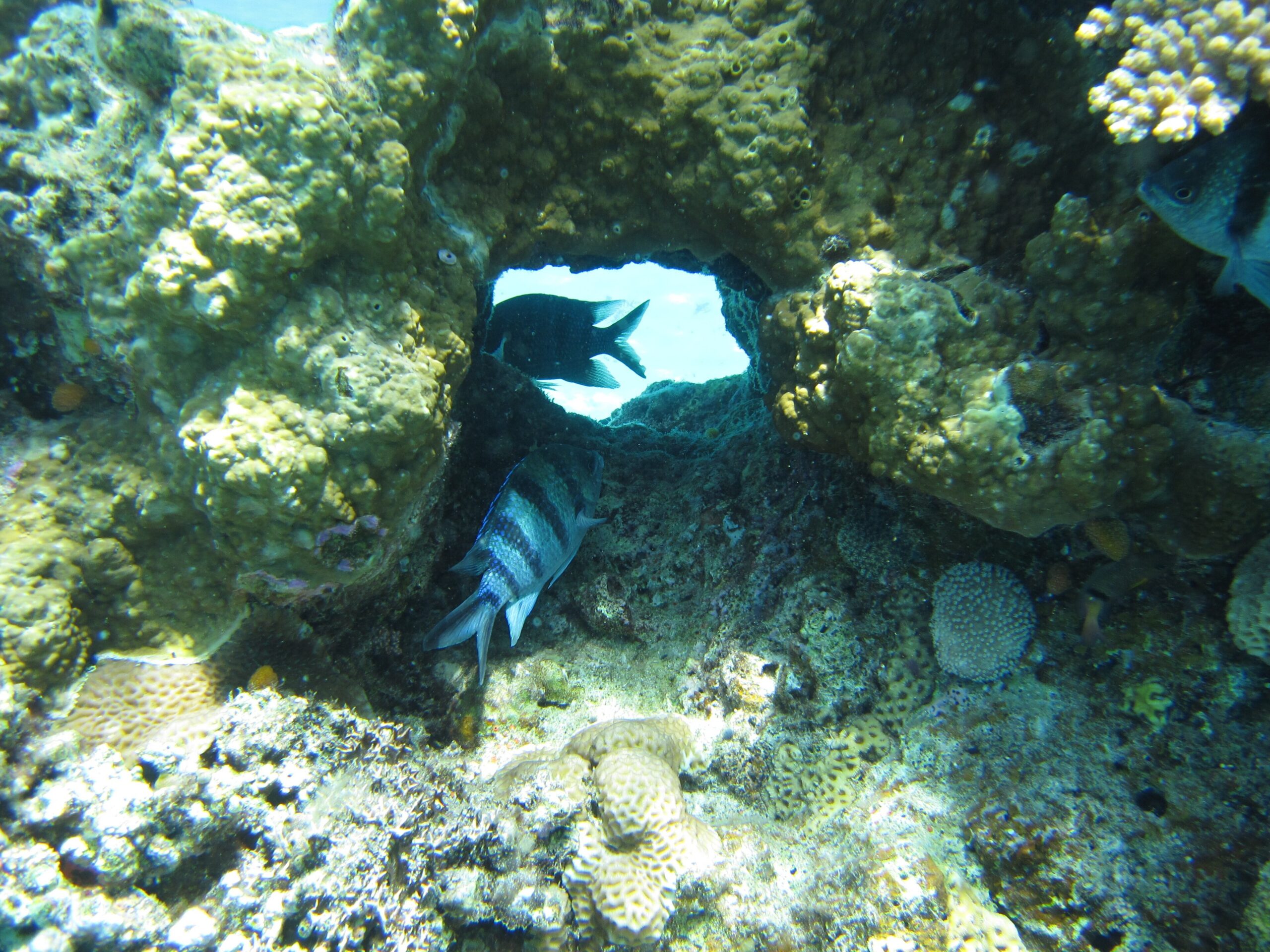 Reef fish on a coral reef