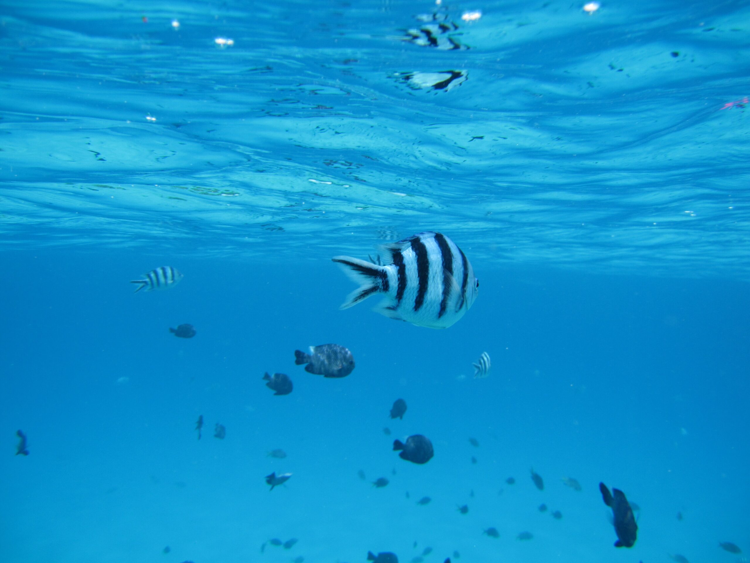 Reef fish on a coral reef