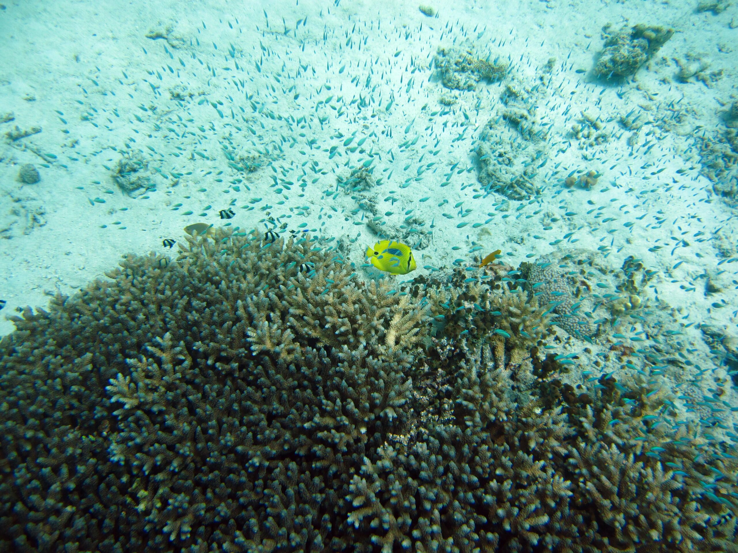 Reef fish on a coral reef
