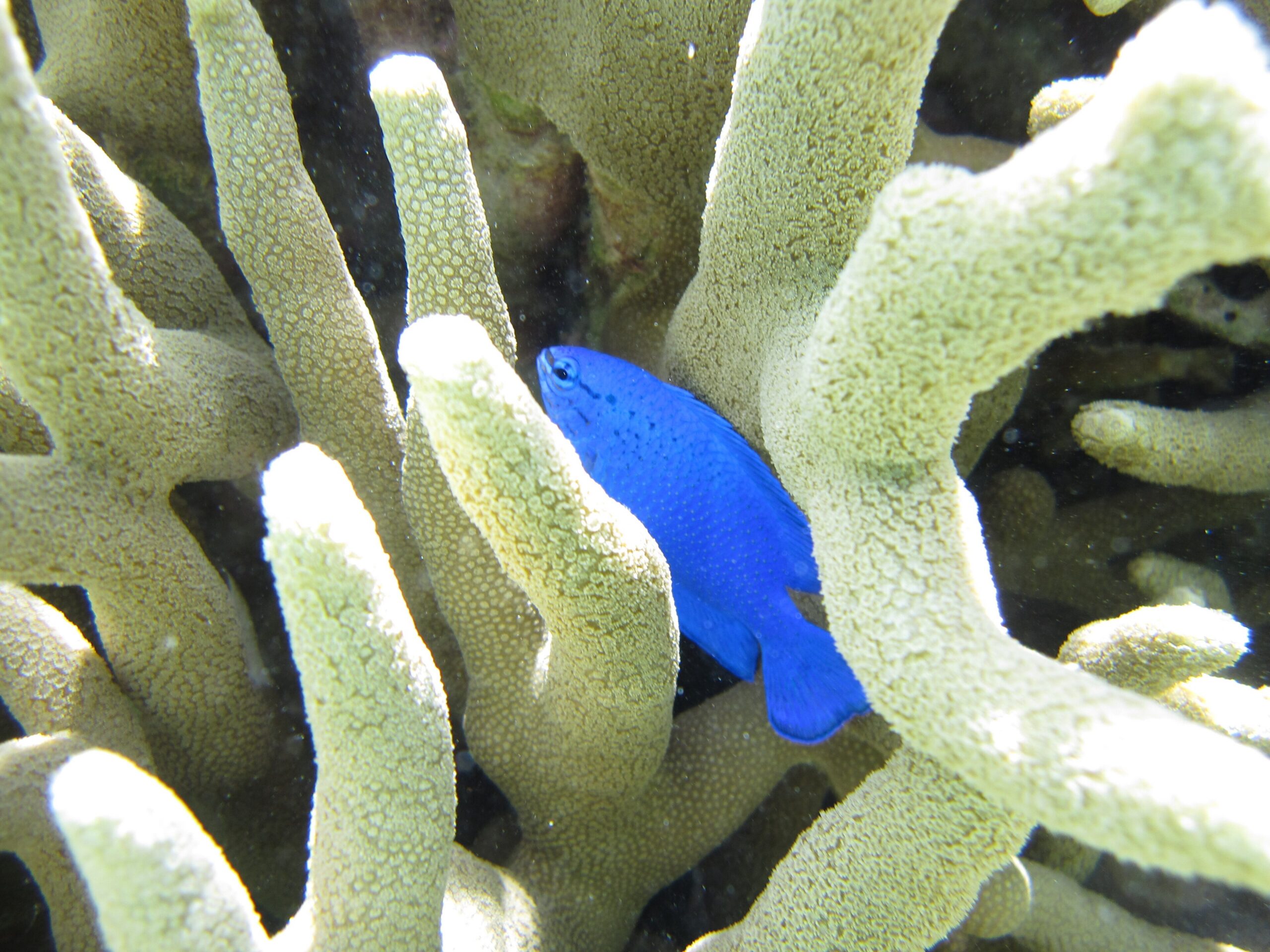 Reef fish on a coral reef