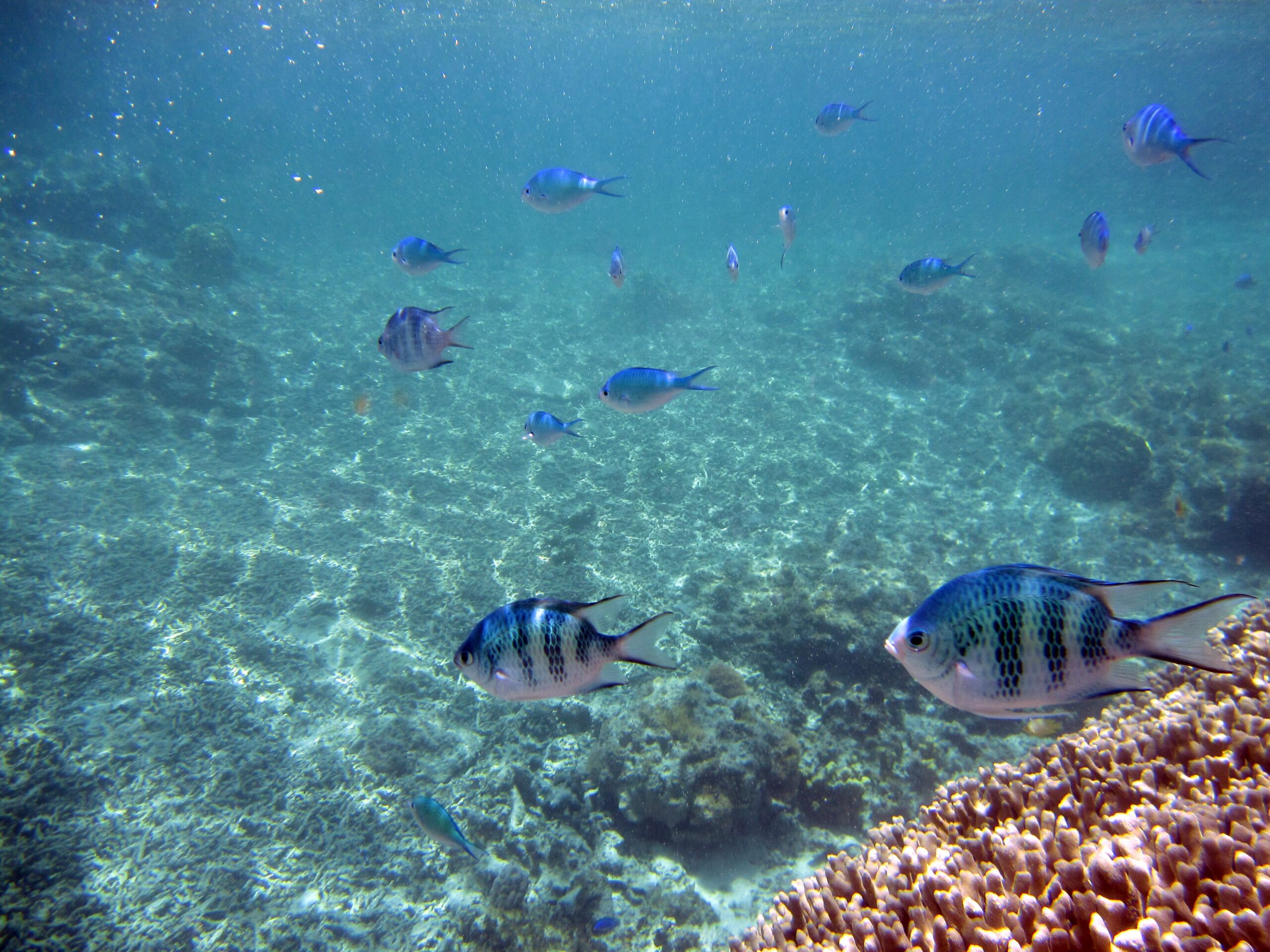 Reef fish on a coral reef
