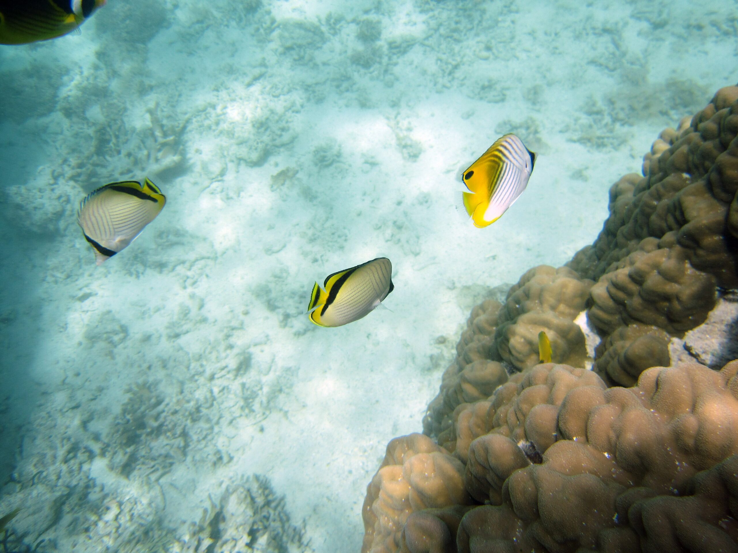 Reef fish on a coral reef