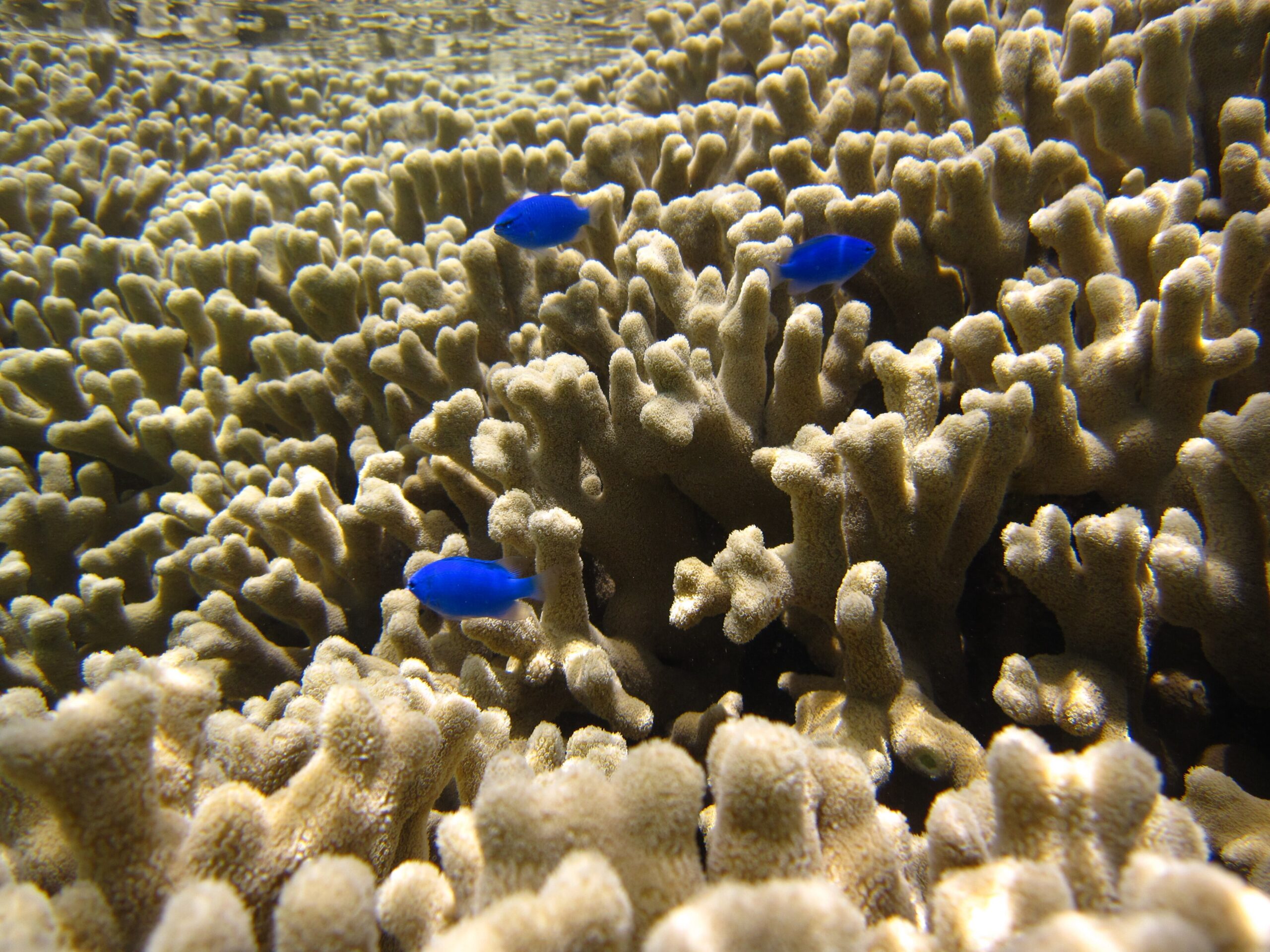 Reef fish on a coral reef