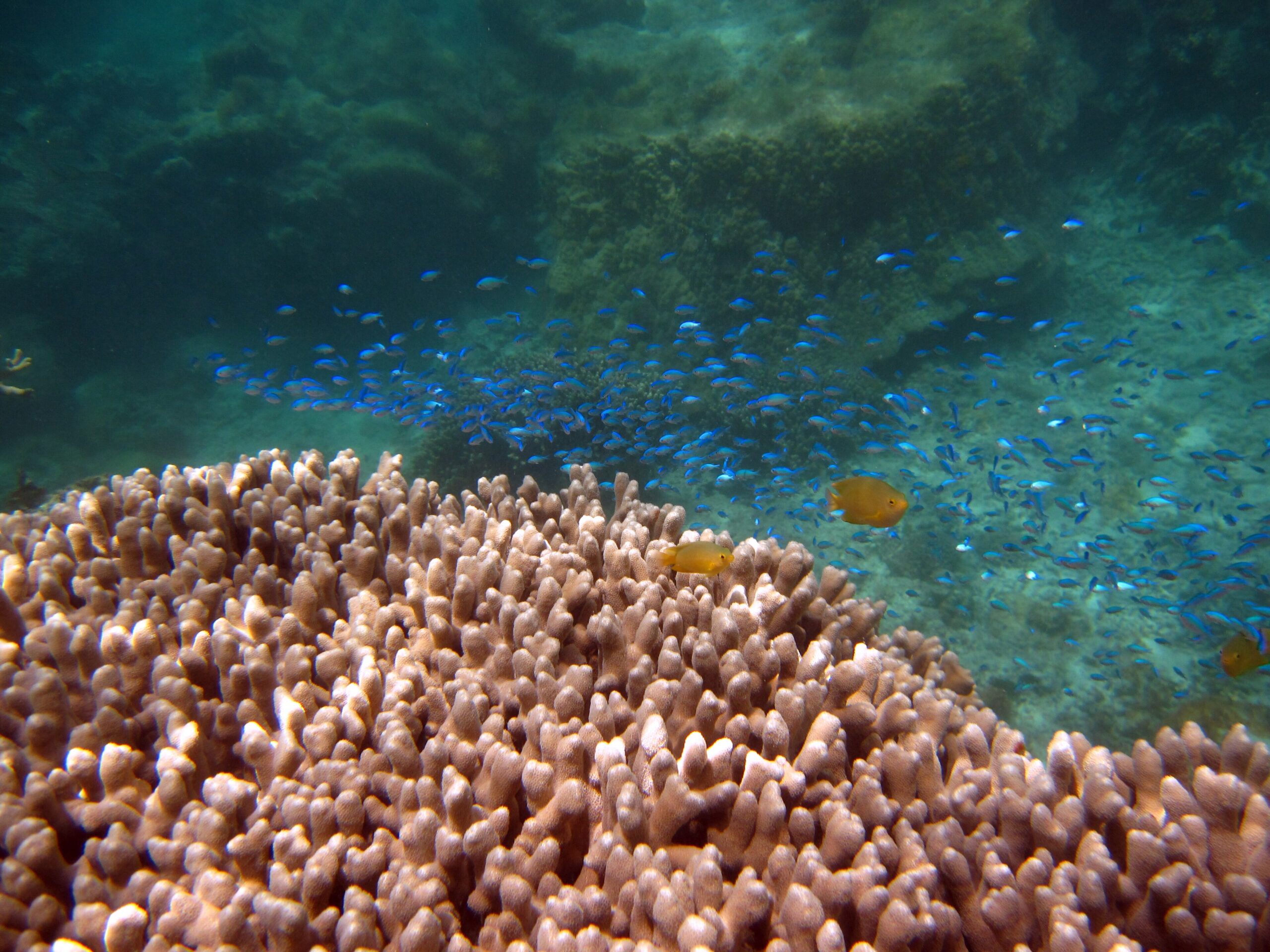 Reef fish on a coral reef