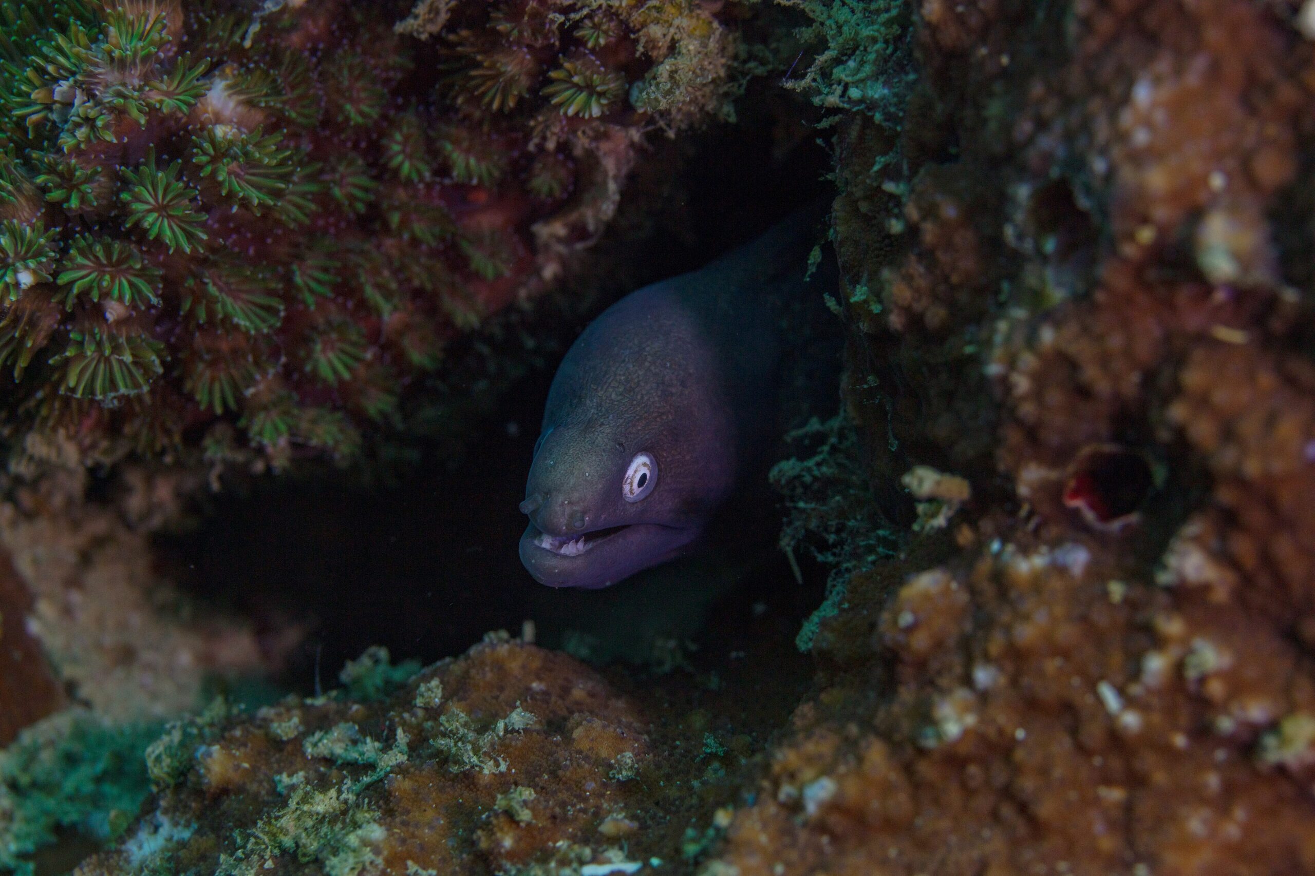 Moray eel (Gymnothorax thyrsoideus) among coral reef growth