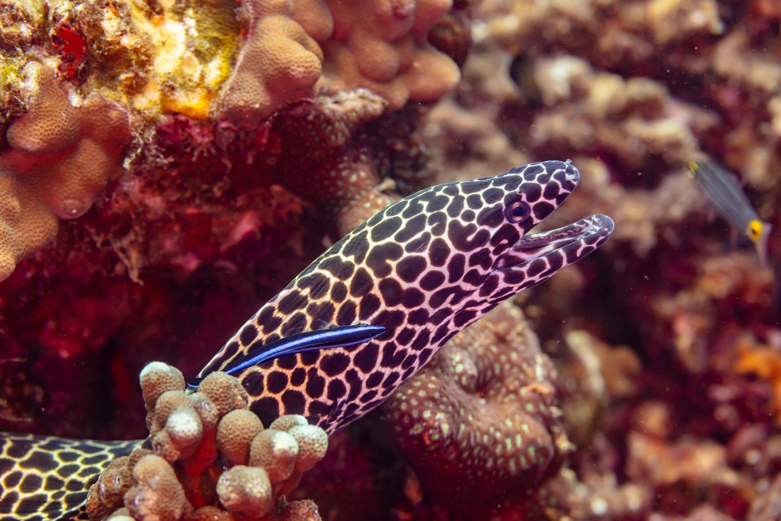 Moray eel (Gymnothorax favagineus) among coral reef growth