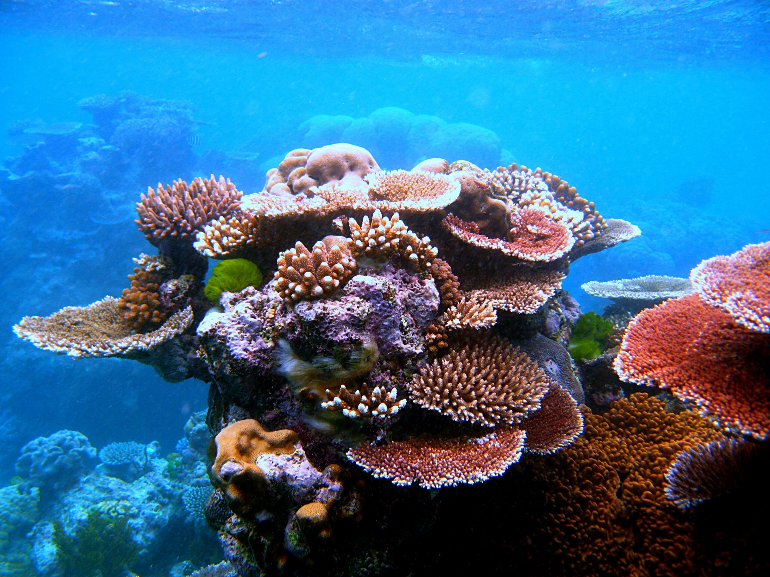 Hard coral (Acropora) on a coral reef