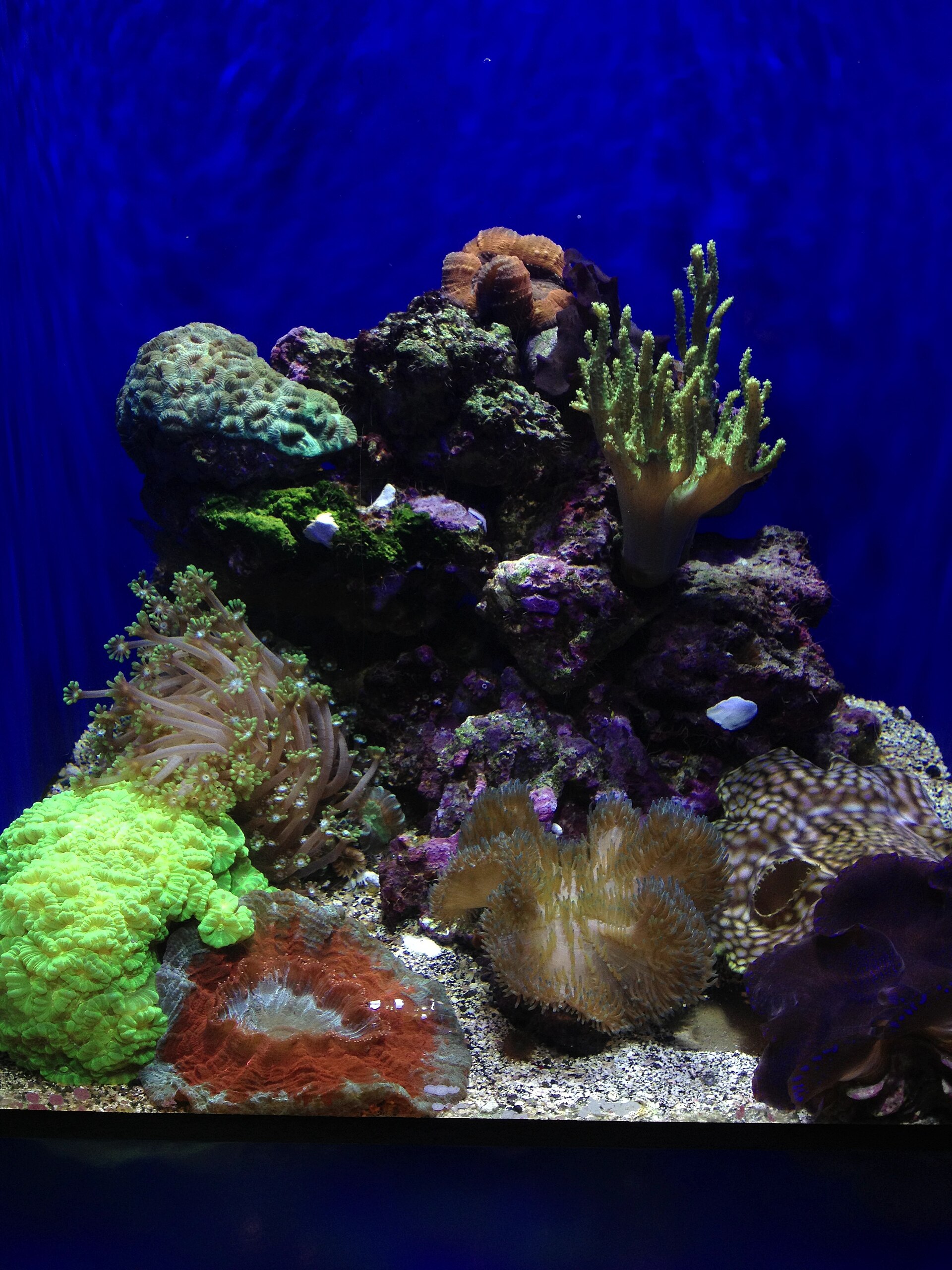 Hard coral (Acropora) on a coral reef