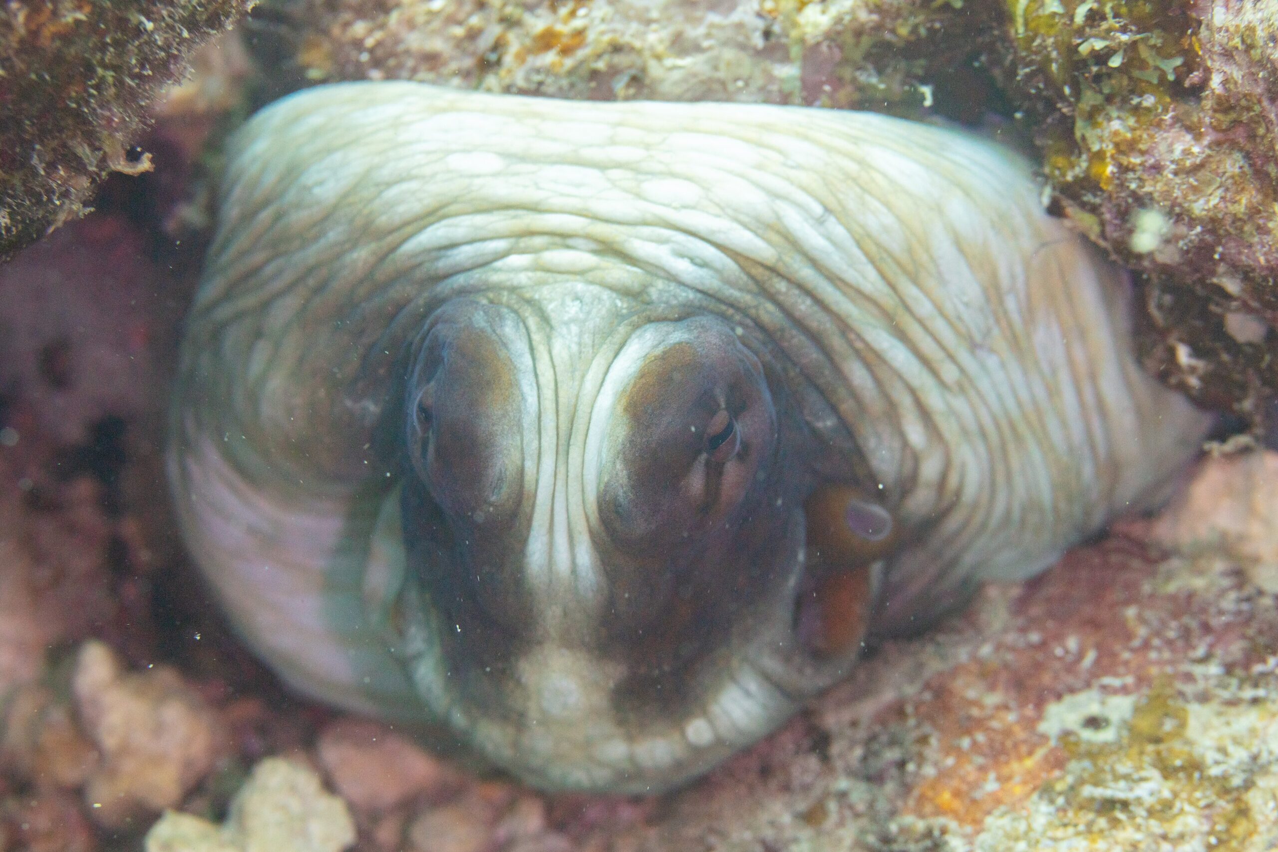 Day octopus (Octopus cyanea) on a coral reef