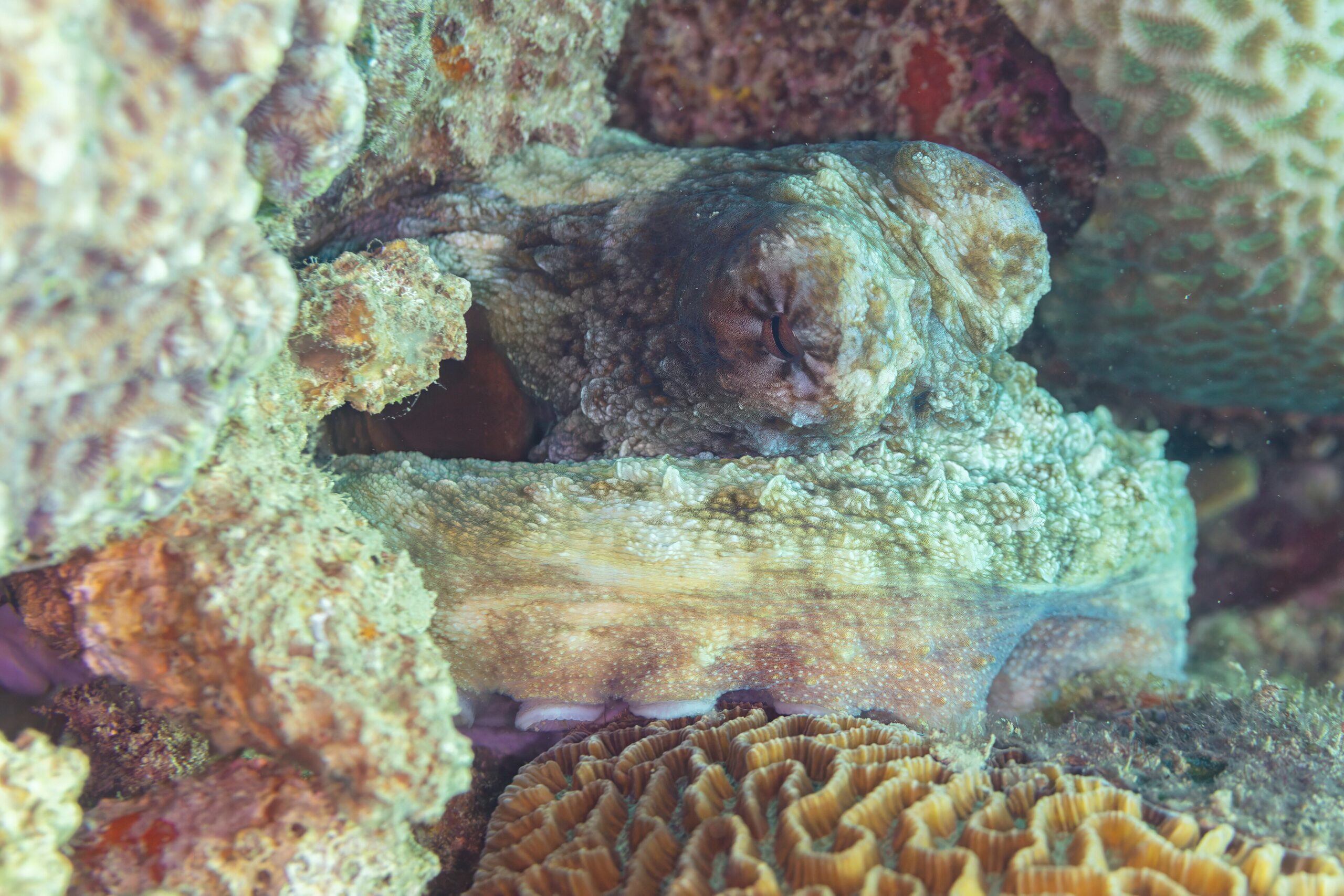 Day octopus (Octopus cyanea) on a coral reef