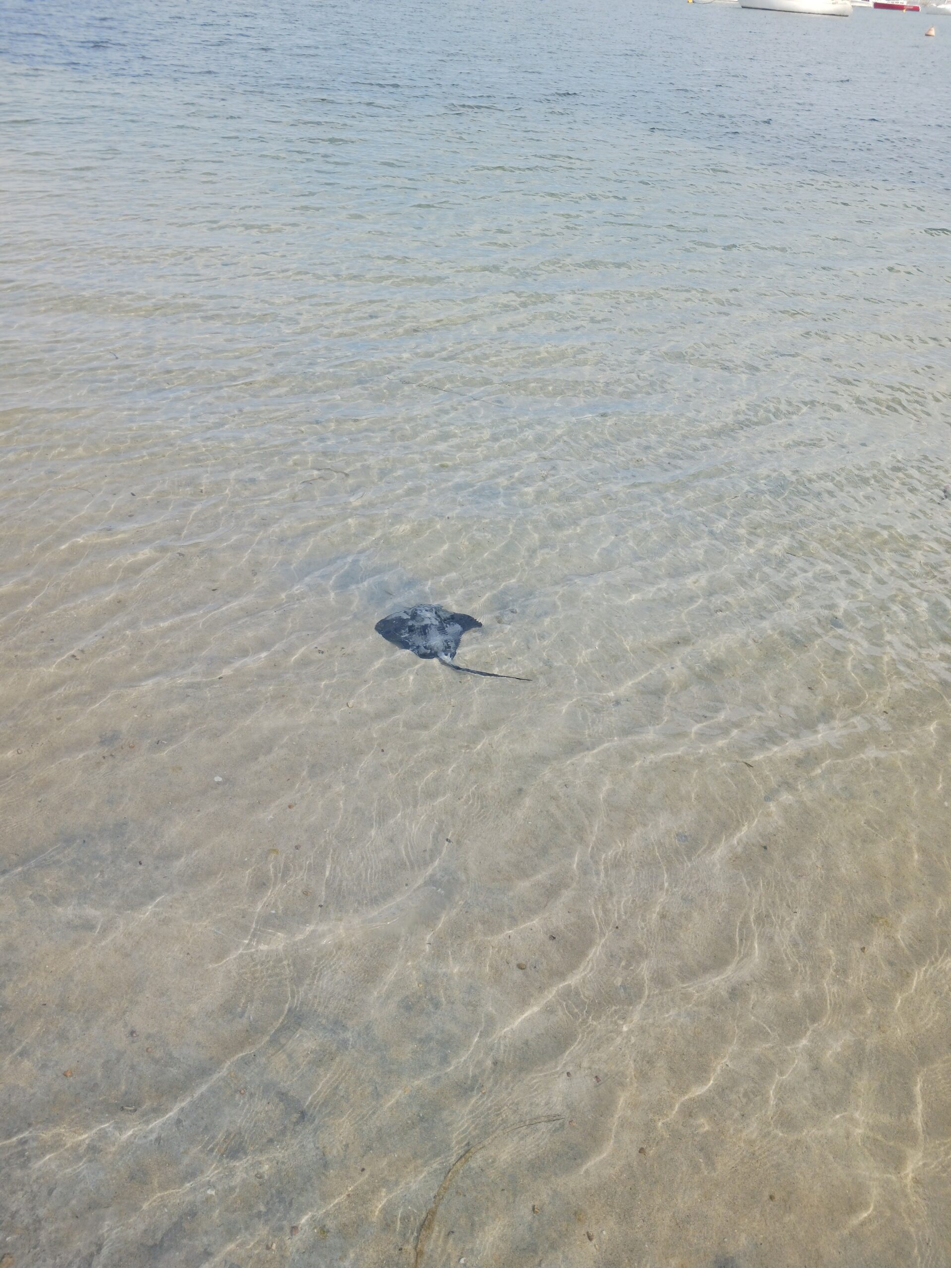 Blue-spotted ribbontail ray (Taeniura lymma) over a sandy reef