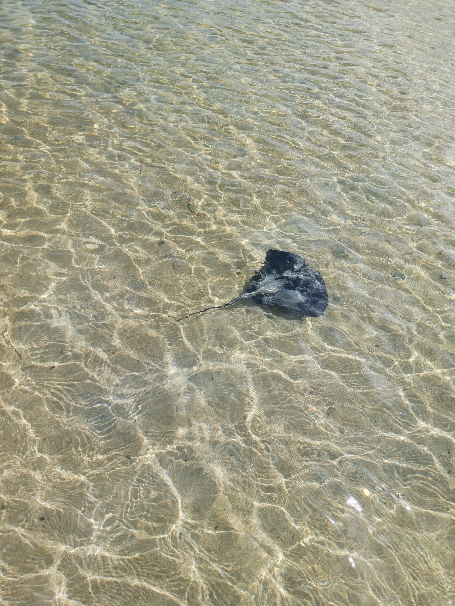 Blue-spotted ribbontail ray (Taeniura lymma) over a sandy reef