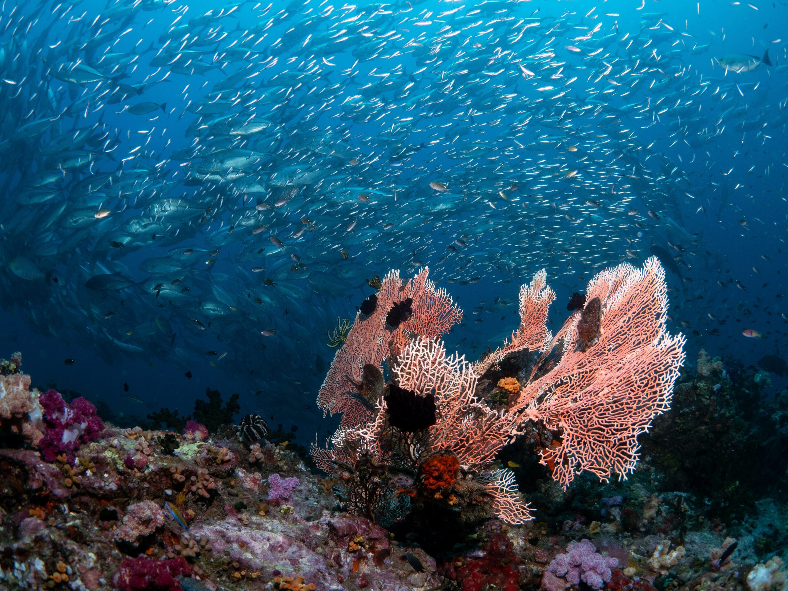 Sea fan (Gorgonia) on a coral reef