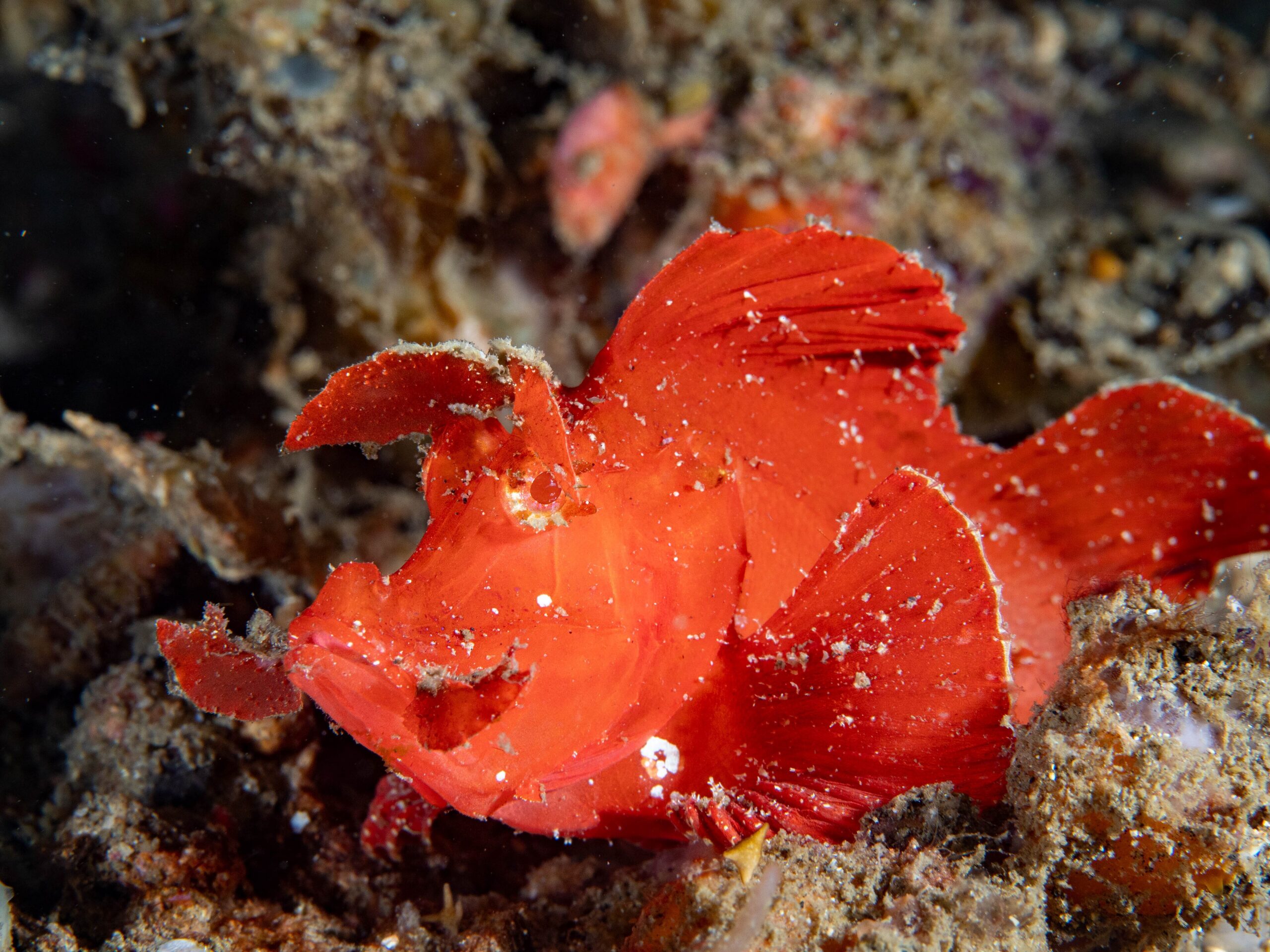 Leaf scorpionfish (Rhinopias eschmeyeri) camouflaged on a reef
